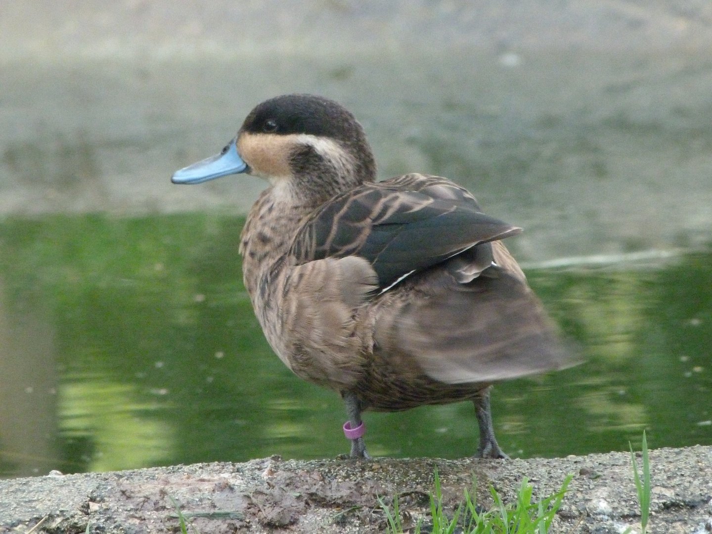 Blue-billed teal -Zoo de Santillana del Mar (2024)