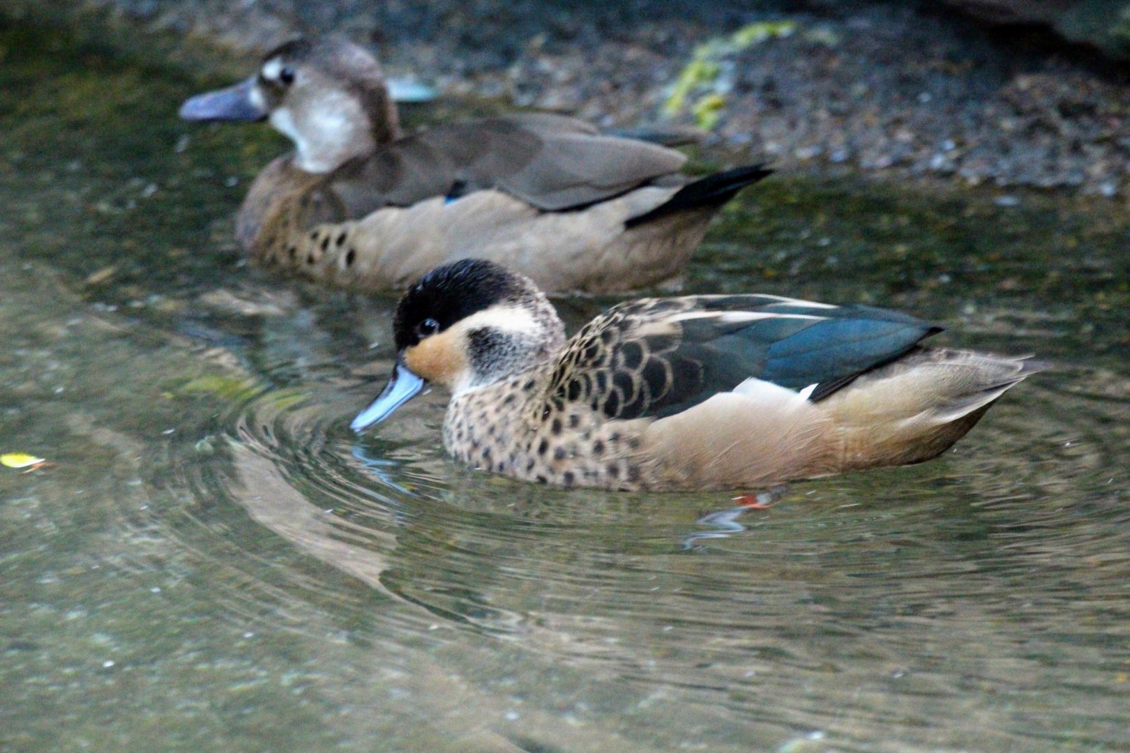 Blue-billed Teal