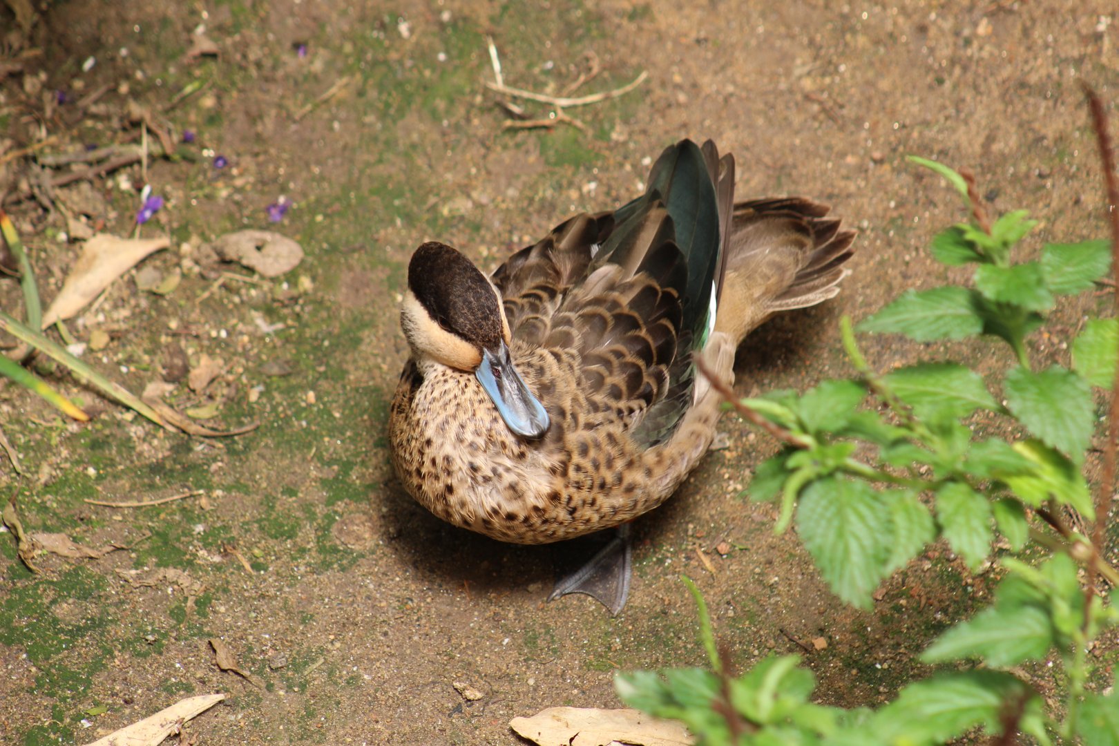 Blue-Billed Teal