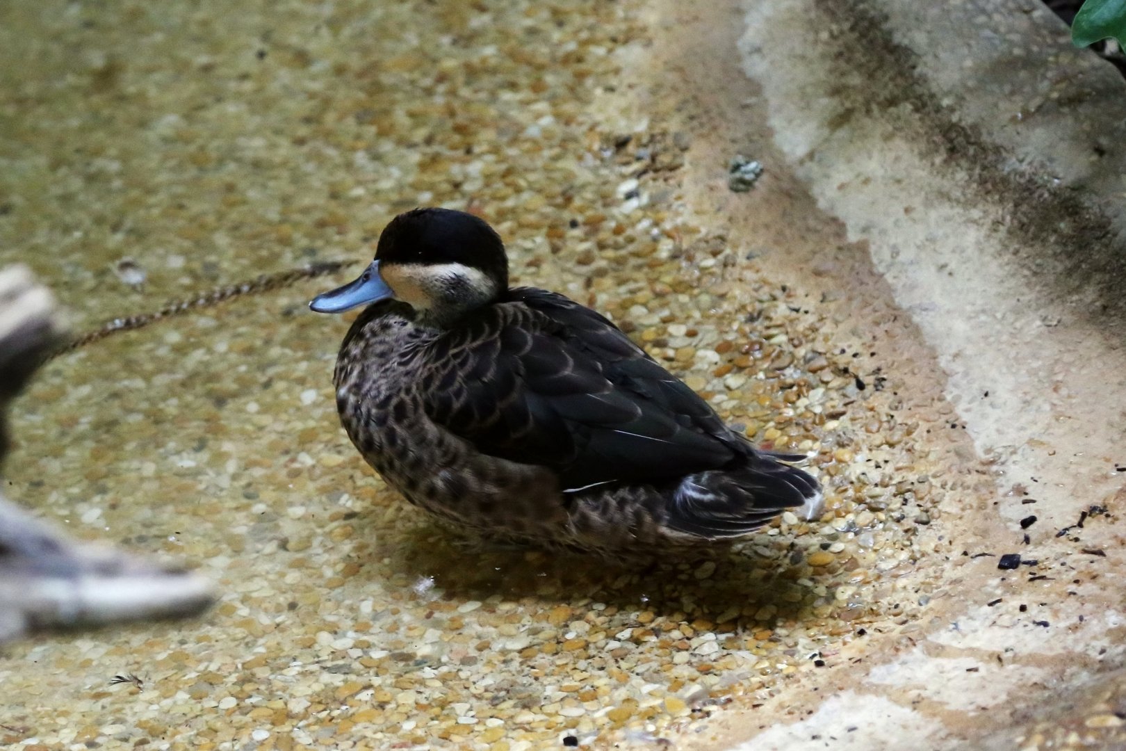 Blue-billed Teal