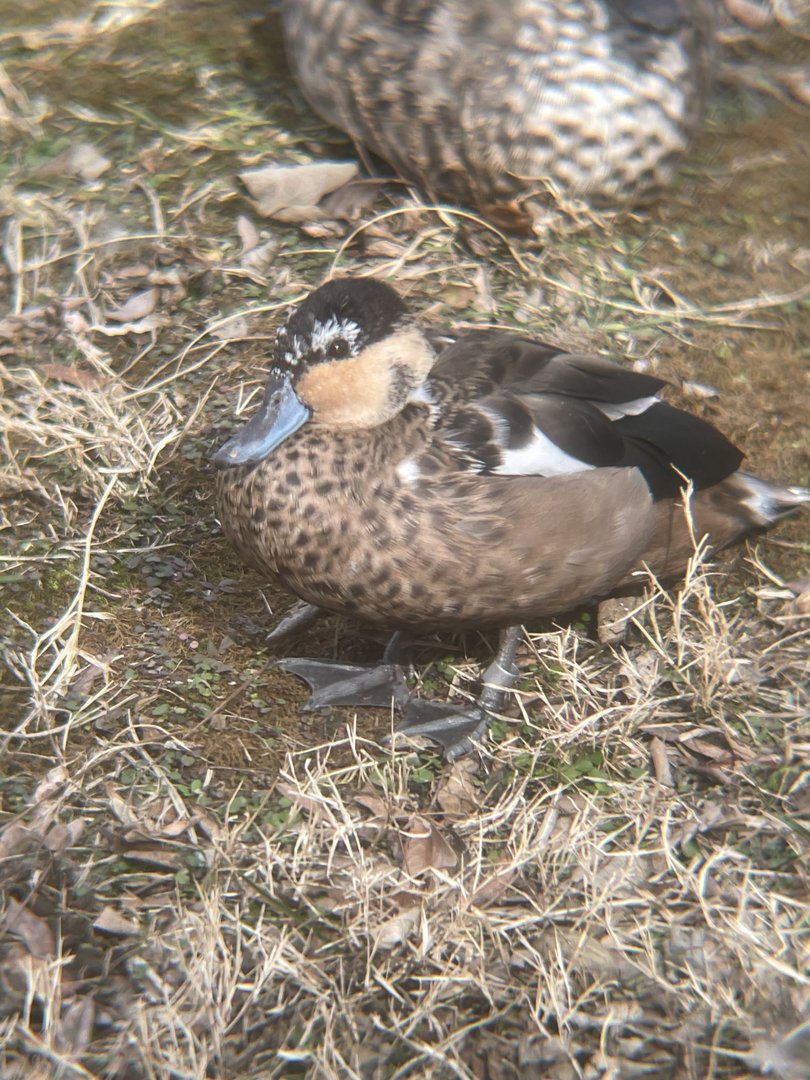 Blue-billed Teal