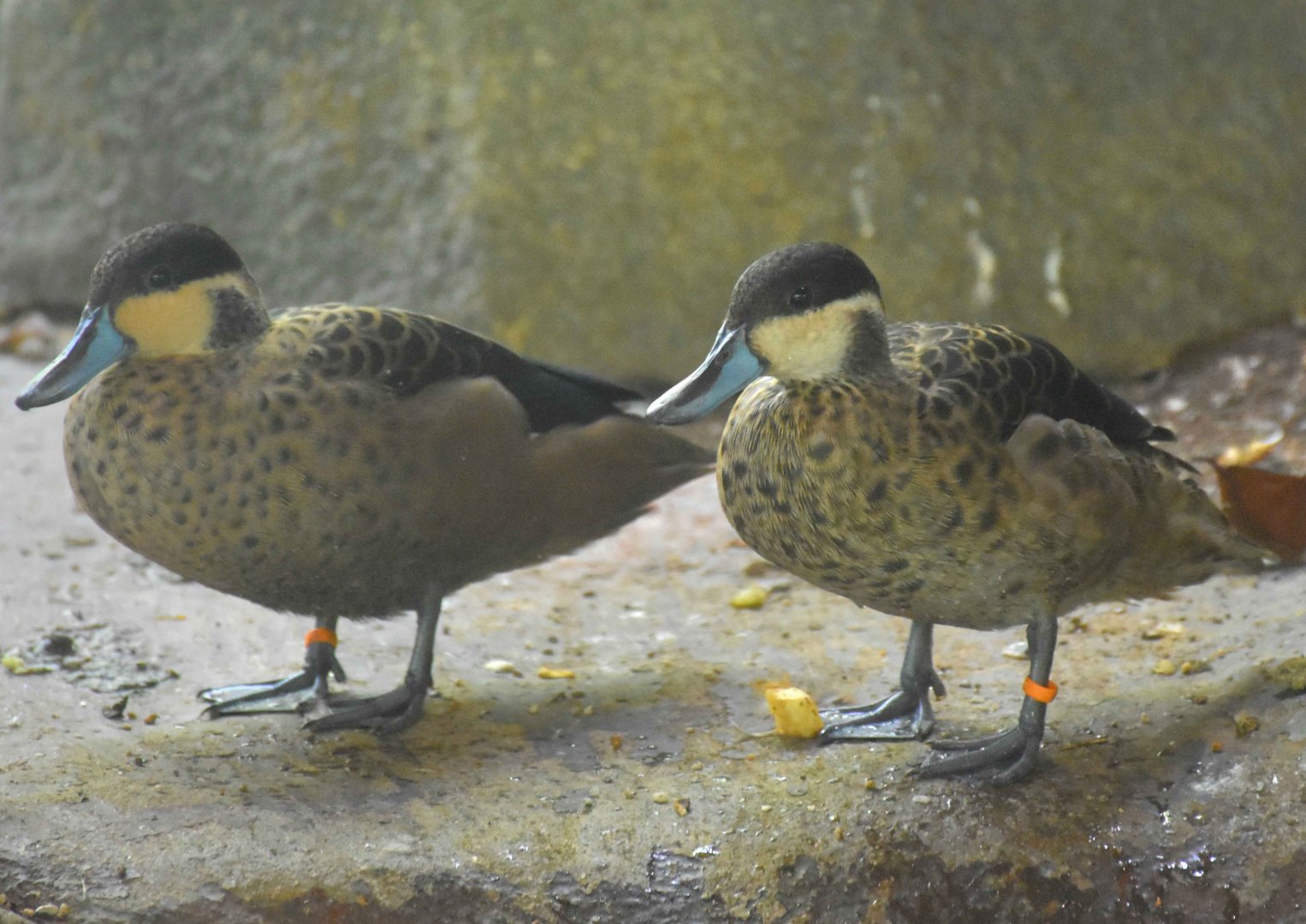 Blue-billed Teals (Spatula hottentota)