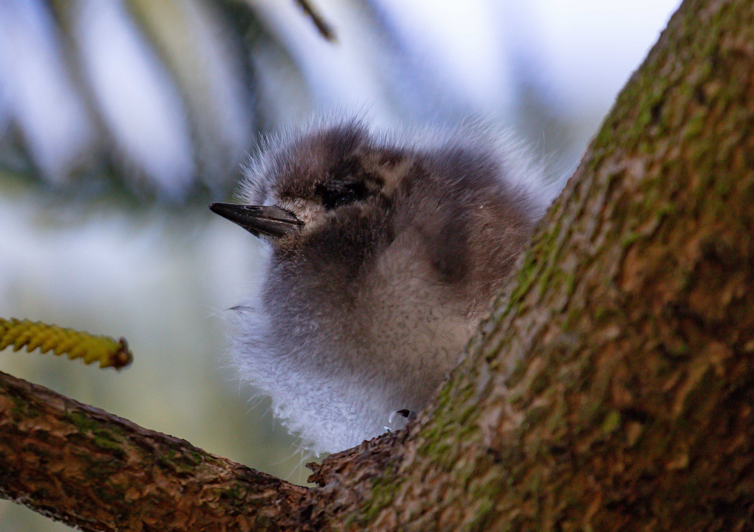 Blue-billed (White) Tern chick