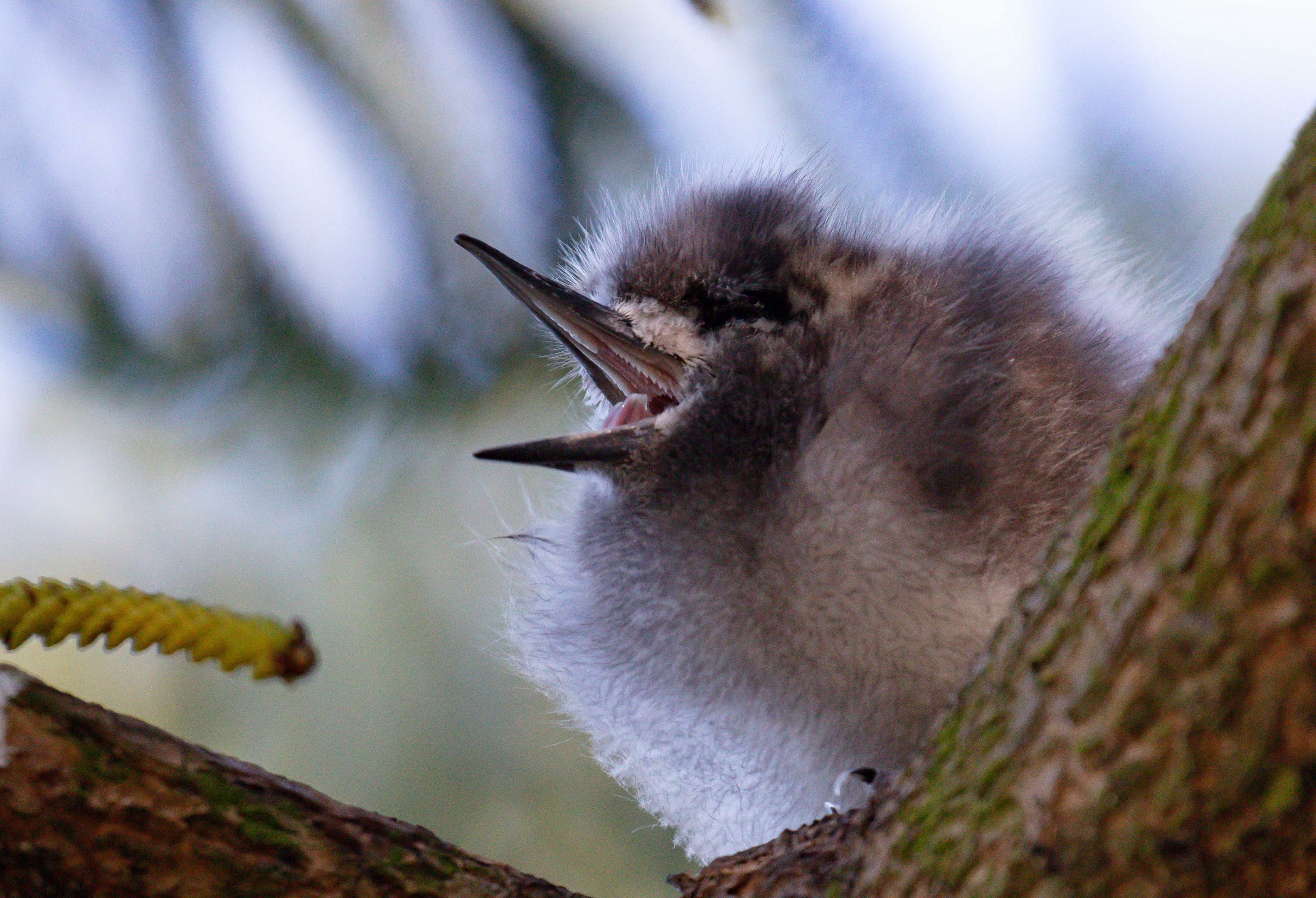 Blue-billed (White) Tern chick