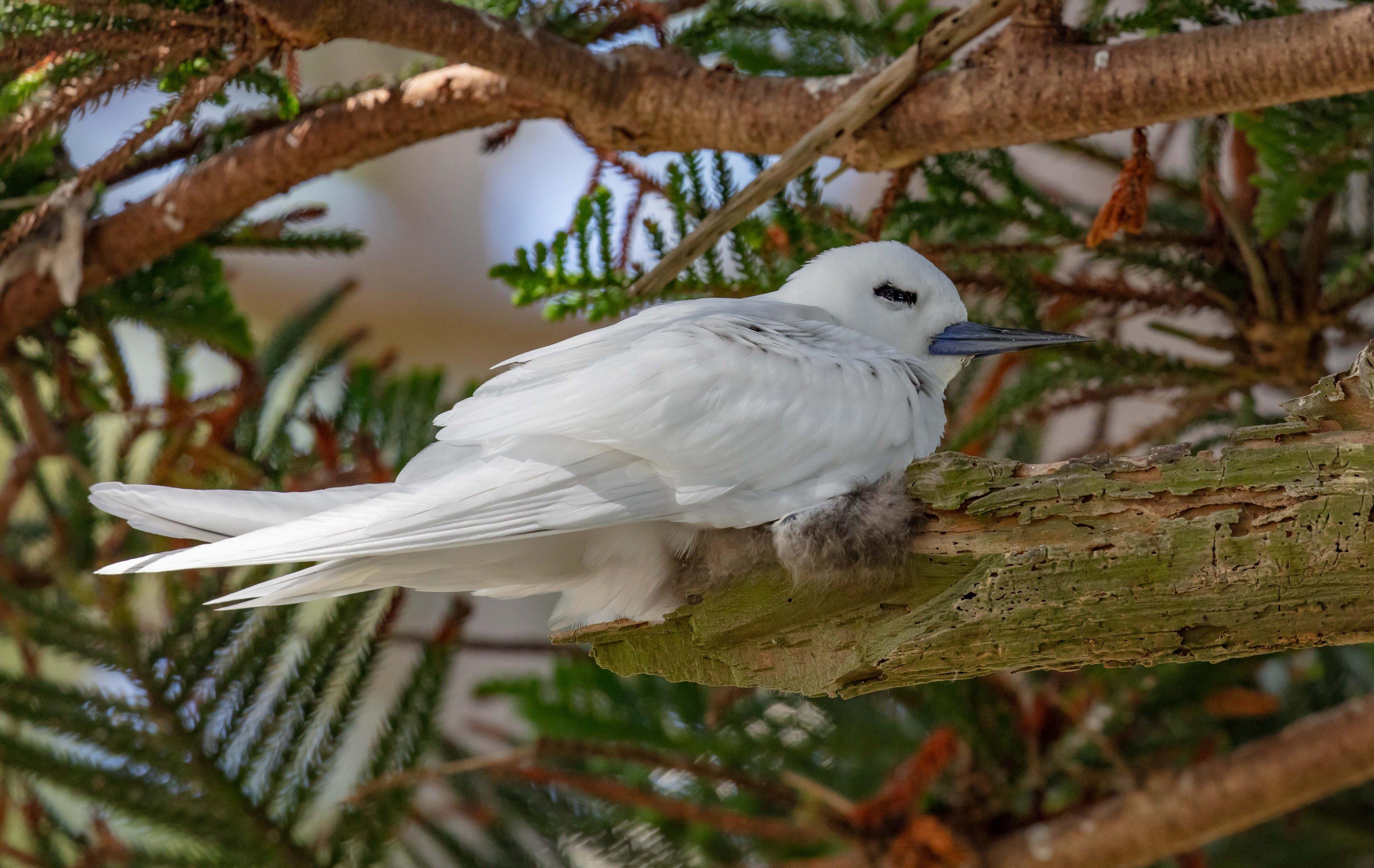 Blue-billed (White) Tern with chicks