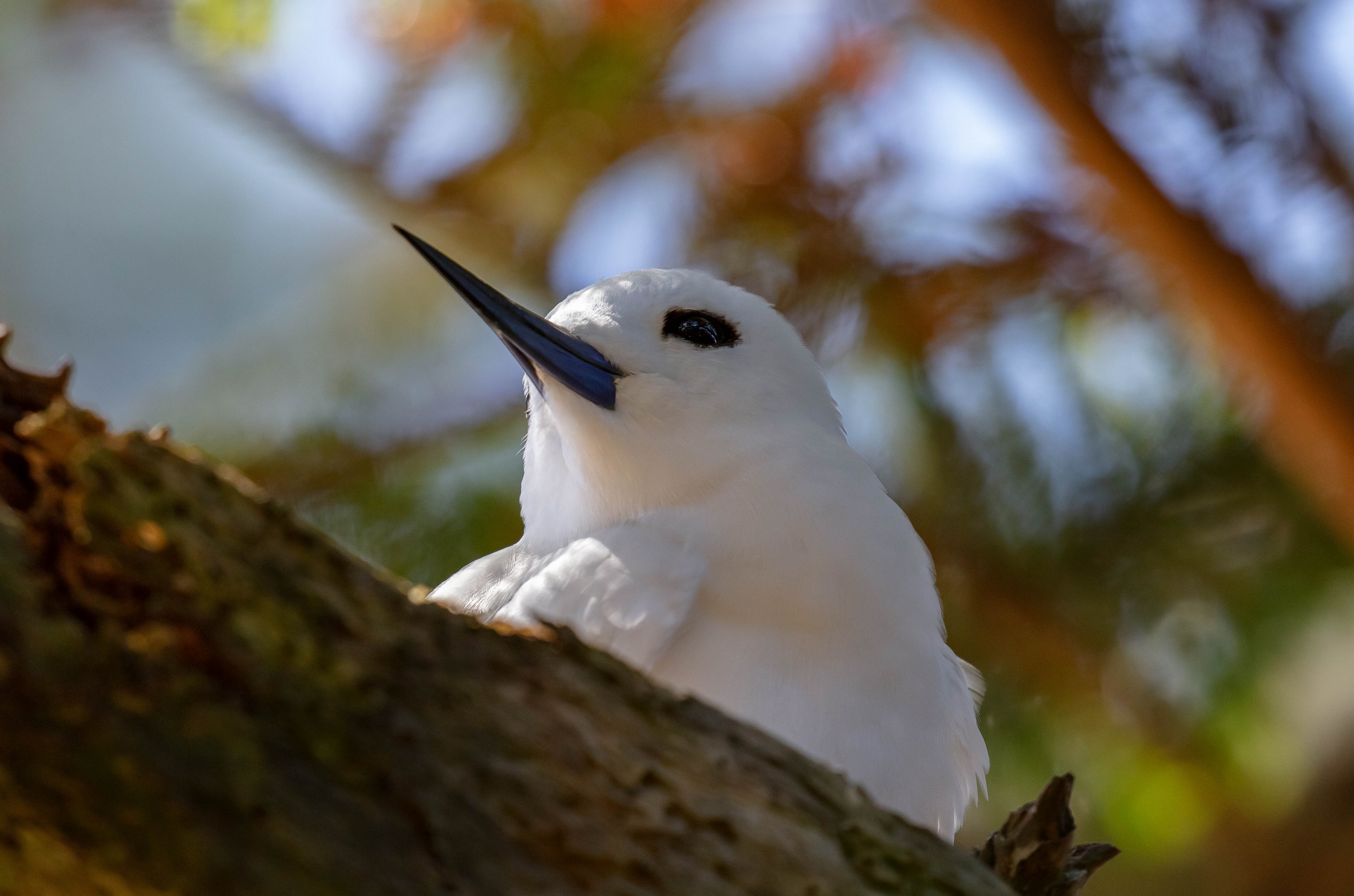 Blue-billed (White) Tern