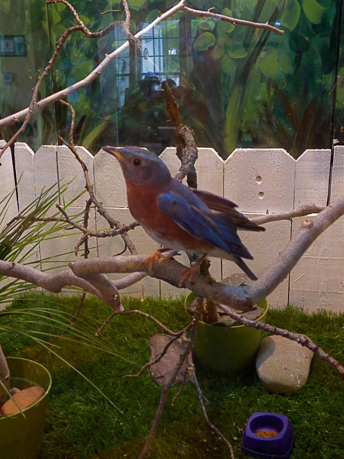 Blue bird exhibit
