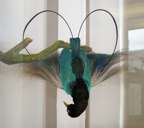 Blue bird of paradise (Paradisaea rudolphi) - taxidermy
