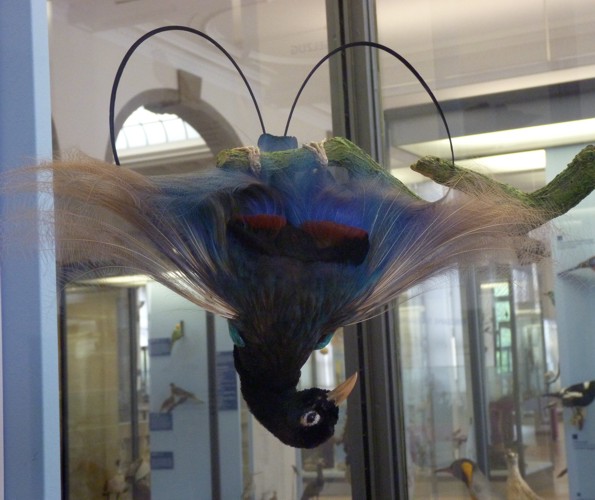 Blue bird of paradise (Paradisaea rudolphi) - taxidermy