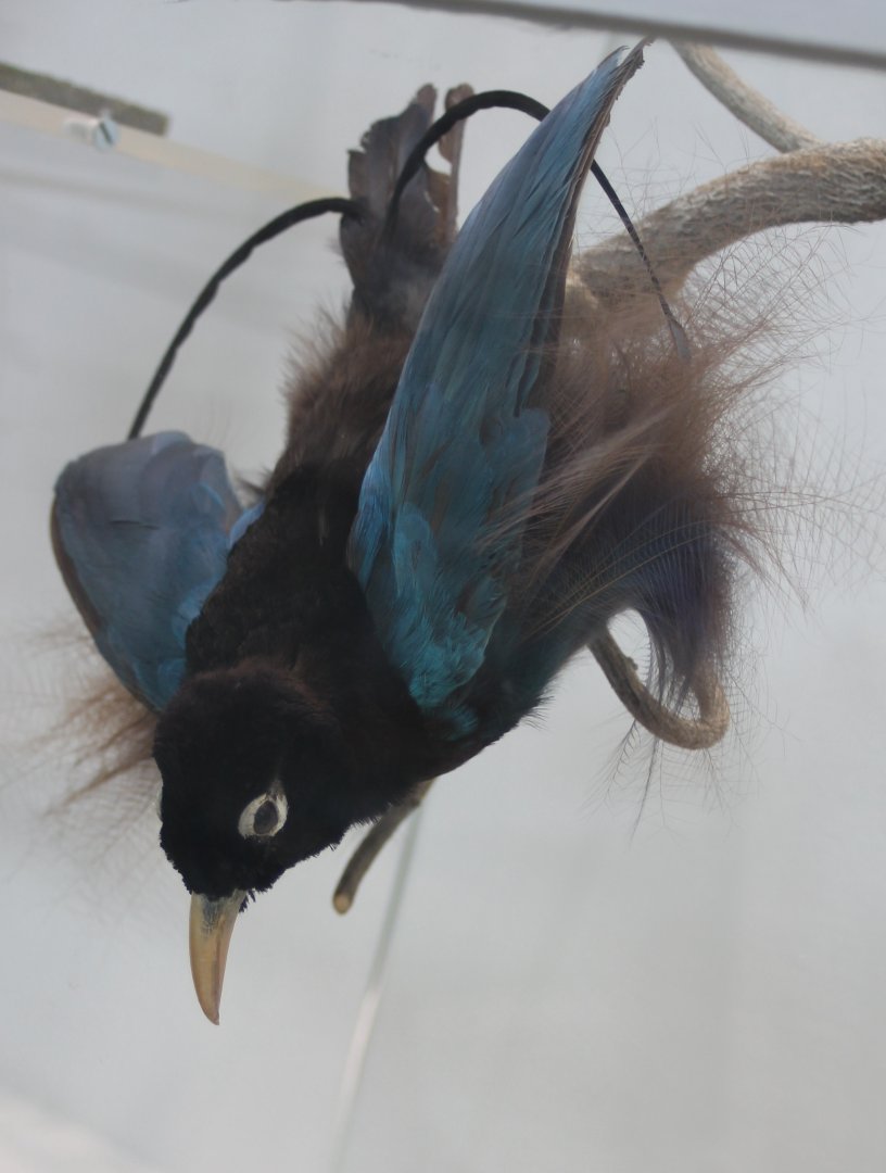 Blue bird of paradise