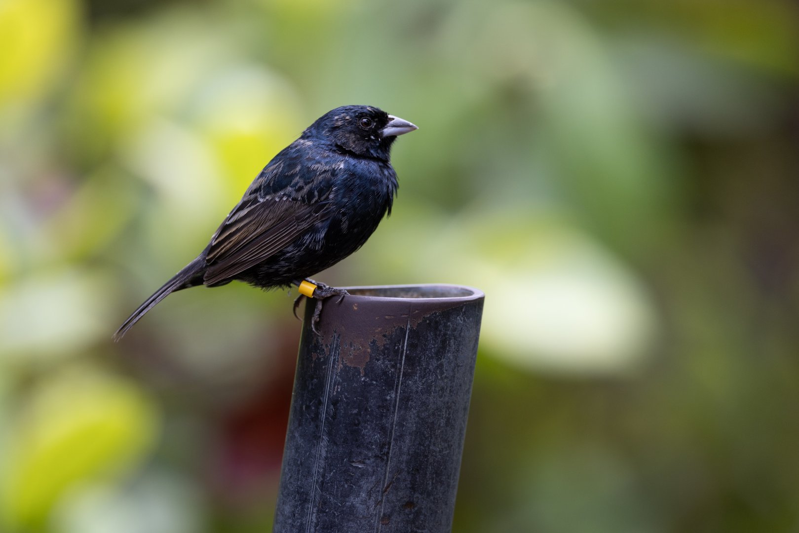 Blue-black Grassquit (Volatinia jacarina) - Mangrove