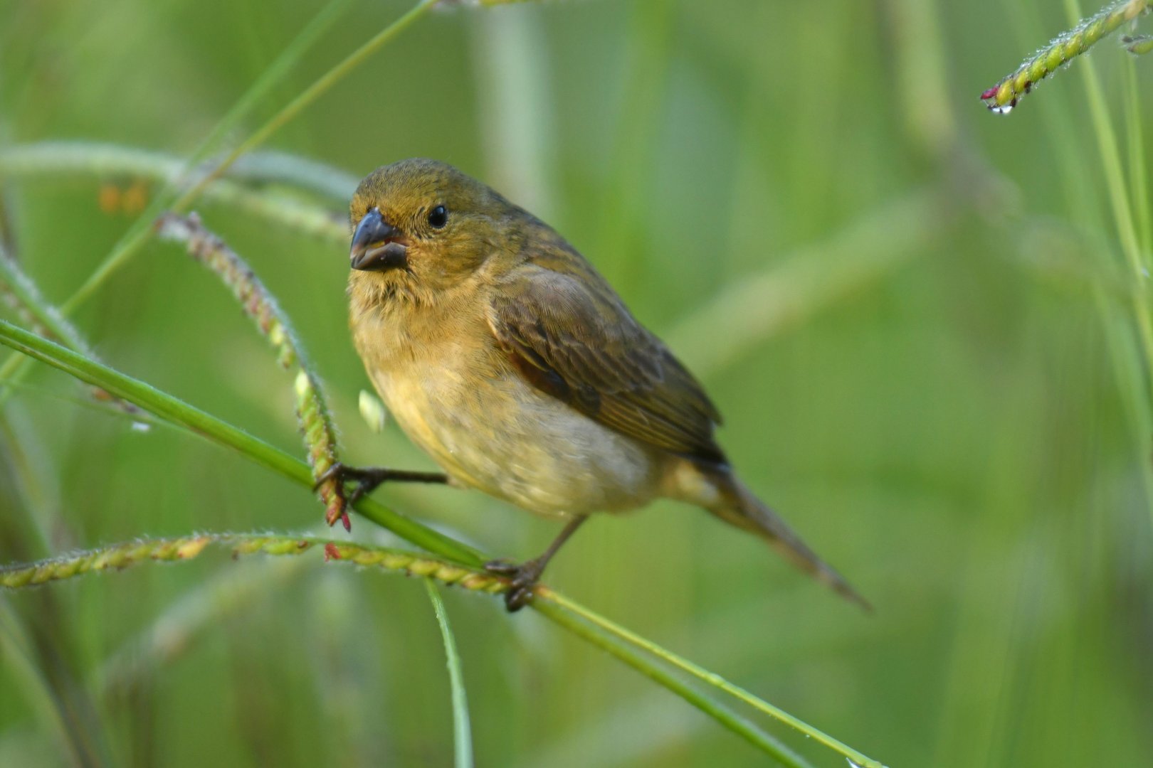 Blue-black Grassquit (Volatinia jacarina)