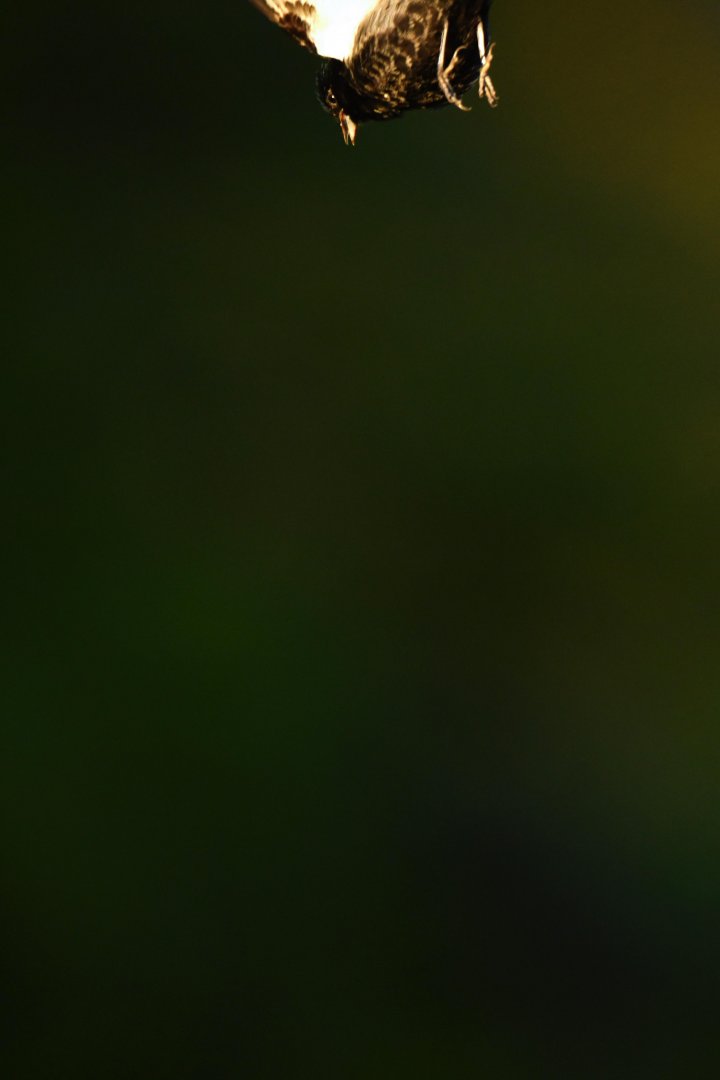 Blue-black Grassquit (Volatinia jacarina)