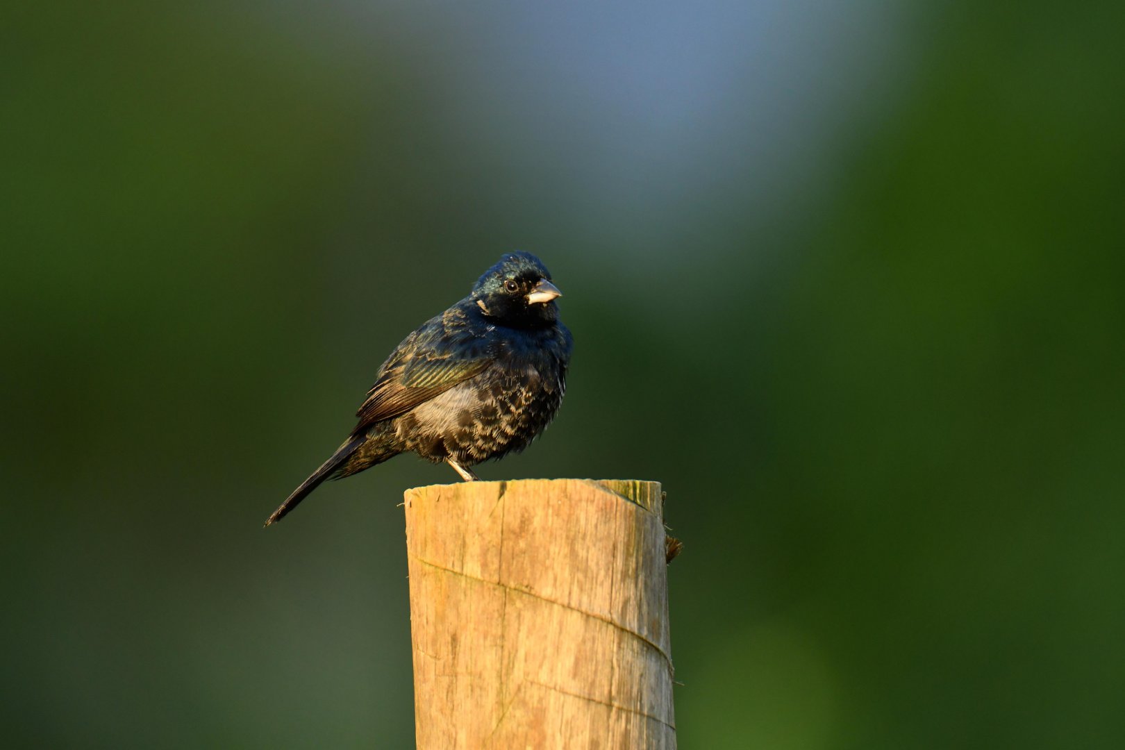 Blue-black Grassquit (Volatinia jacarina)