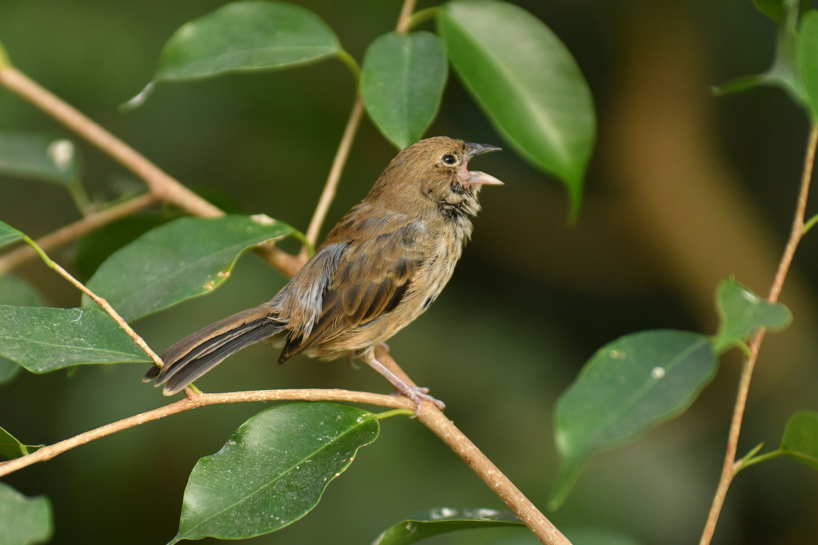 Blue-black Grassquit Volatinia jacarina