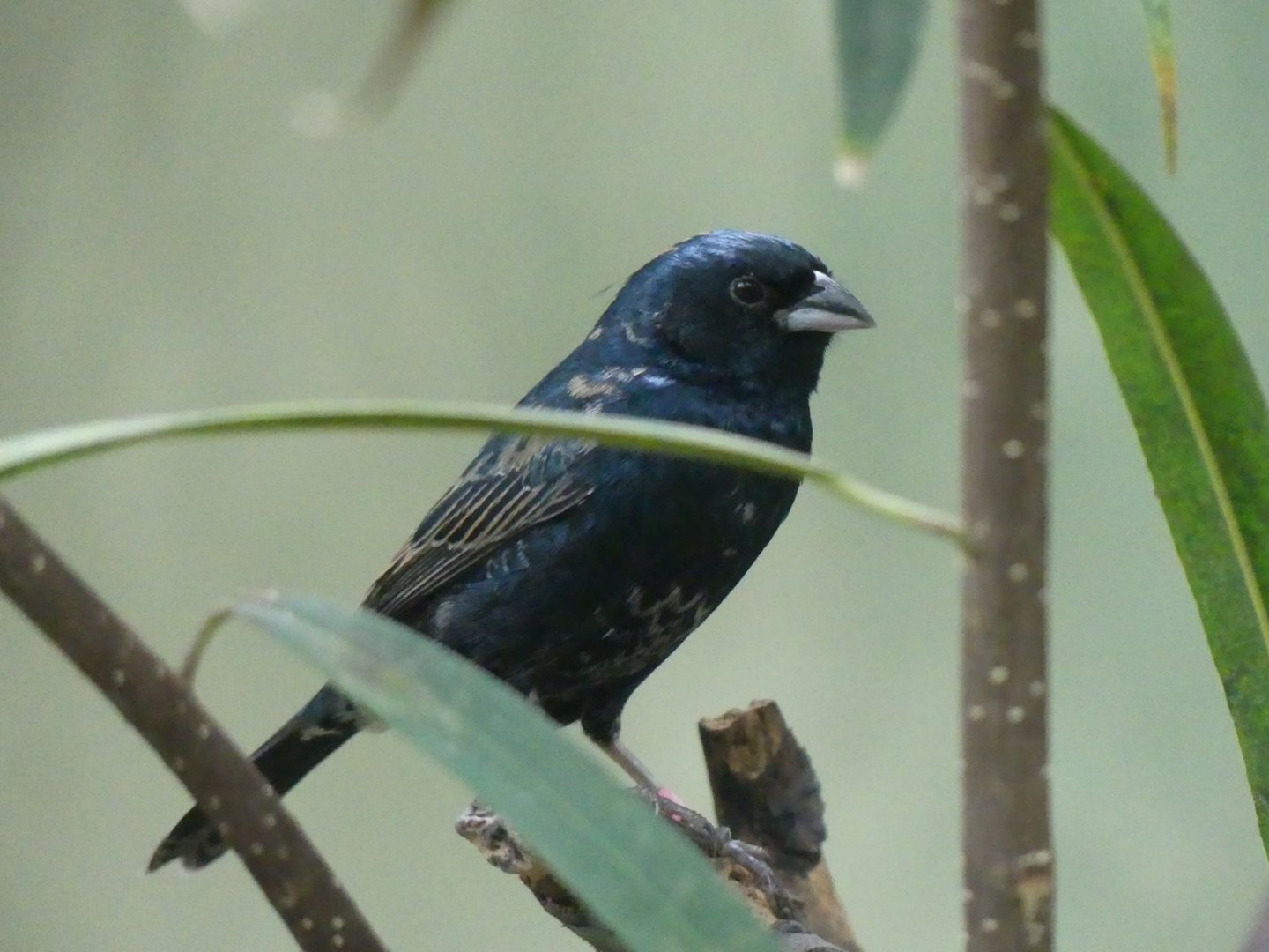 Blue Black Grassquit - Zoo København - 26.05.25