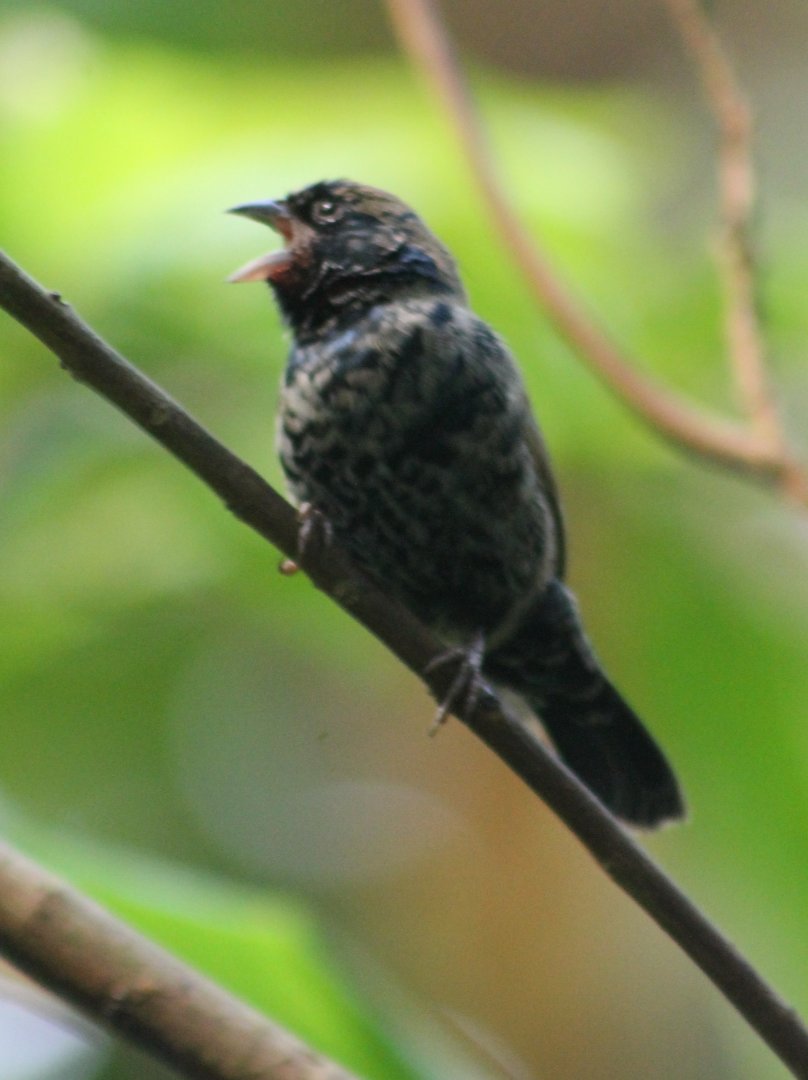 Blue-black grassquit