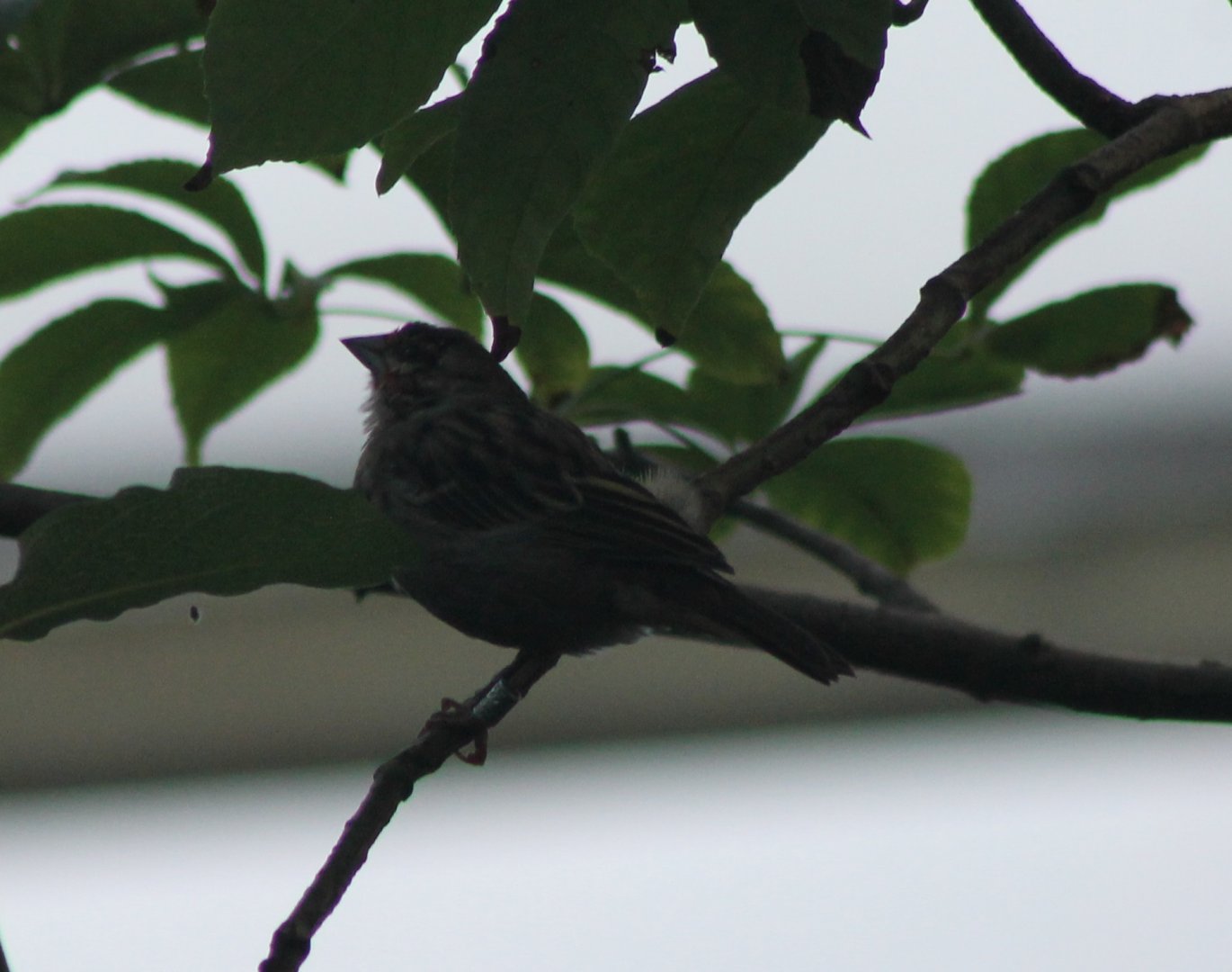 Blue-black grassquit