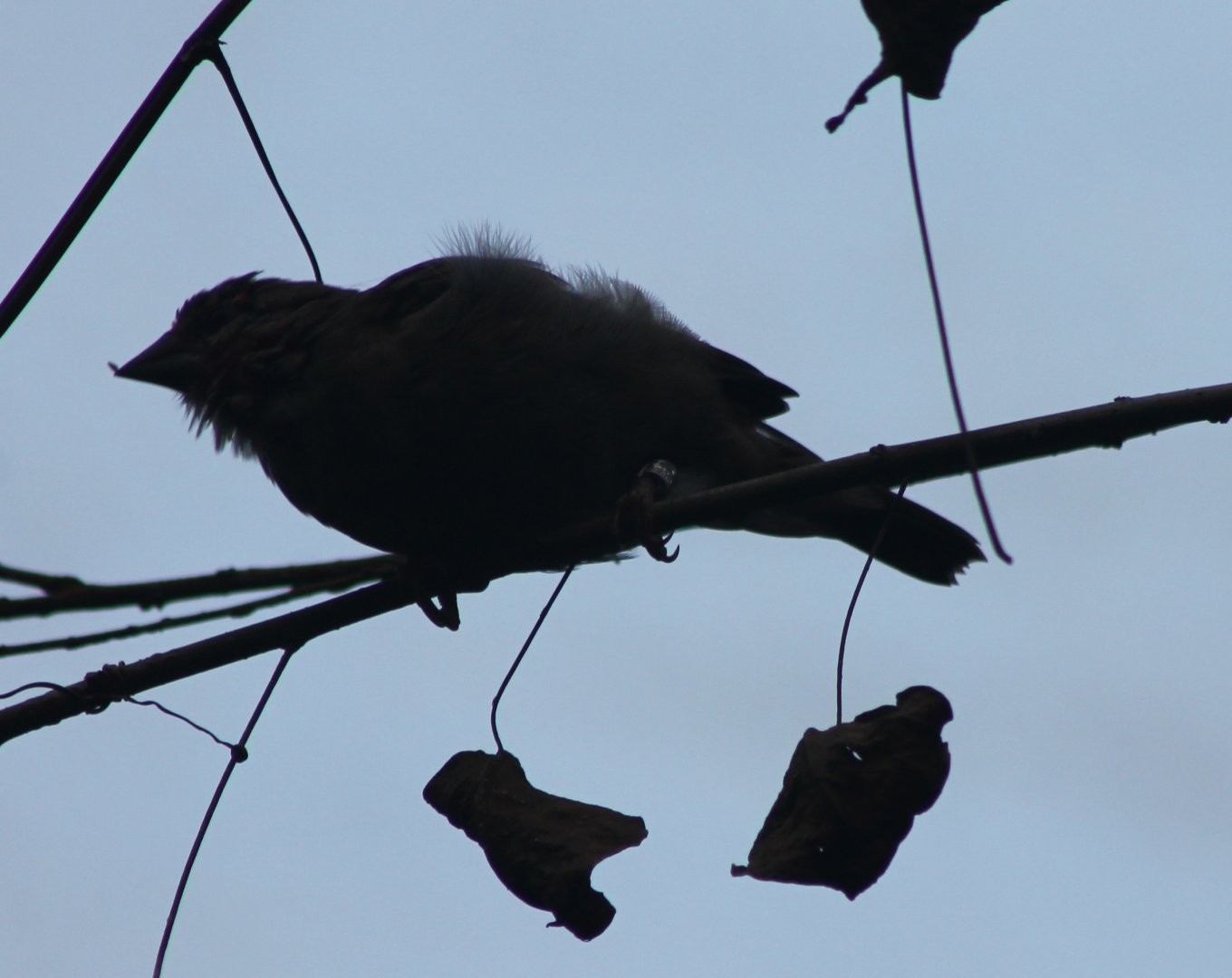 Blue-black grassquit