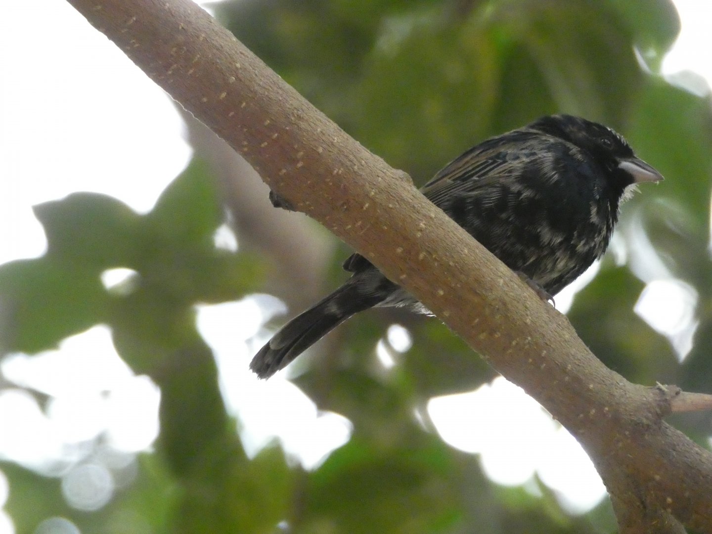 Blue-Black Grassquit
