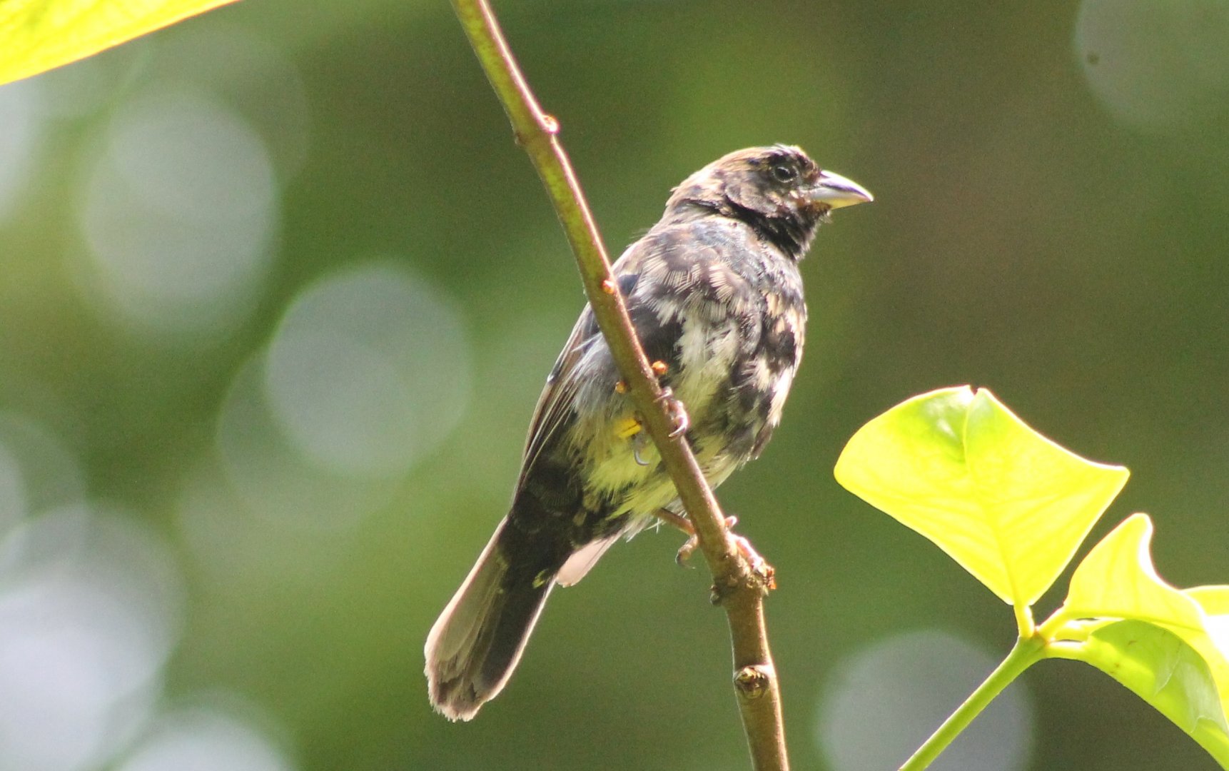 Blue-black grassquit