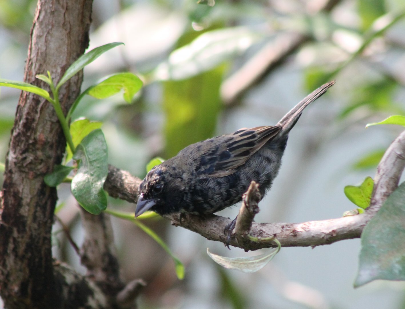 Blue-black grassquit