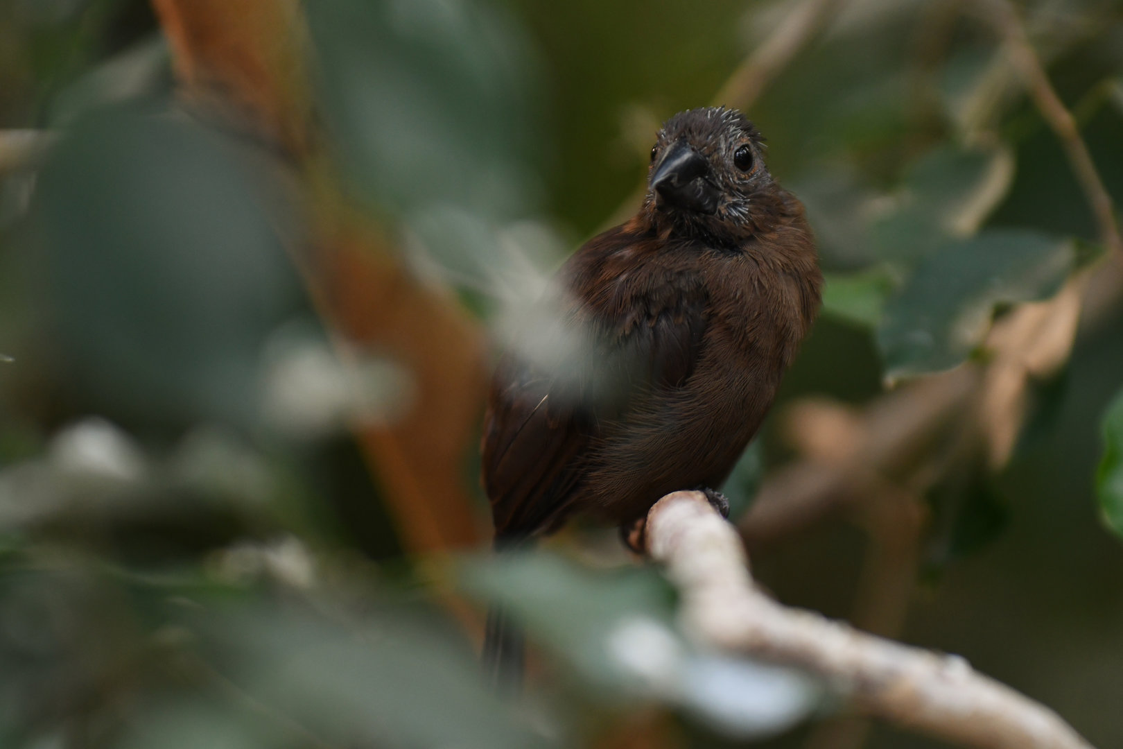 Blue-black Grosbeak Cyanoloxia cyanoides
