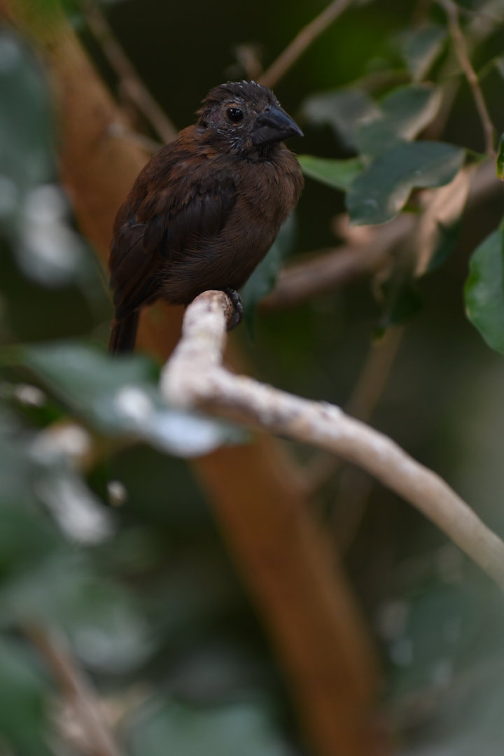 Blue-black Grosbeak Cyanoloxia cyanoides