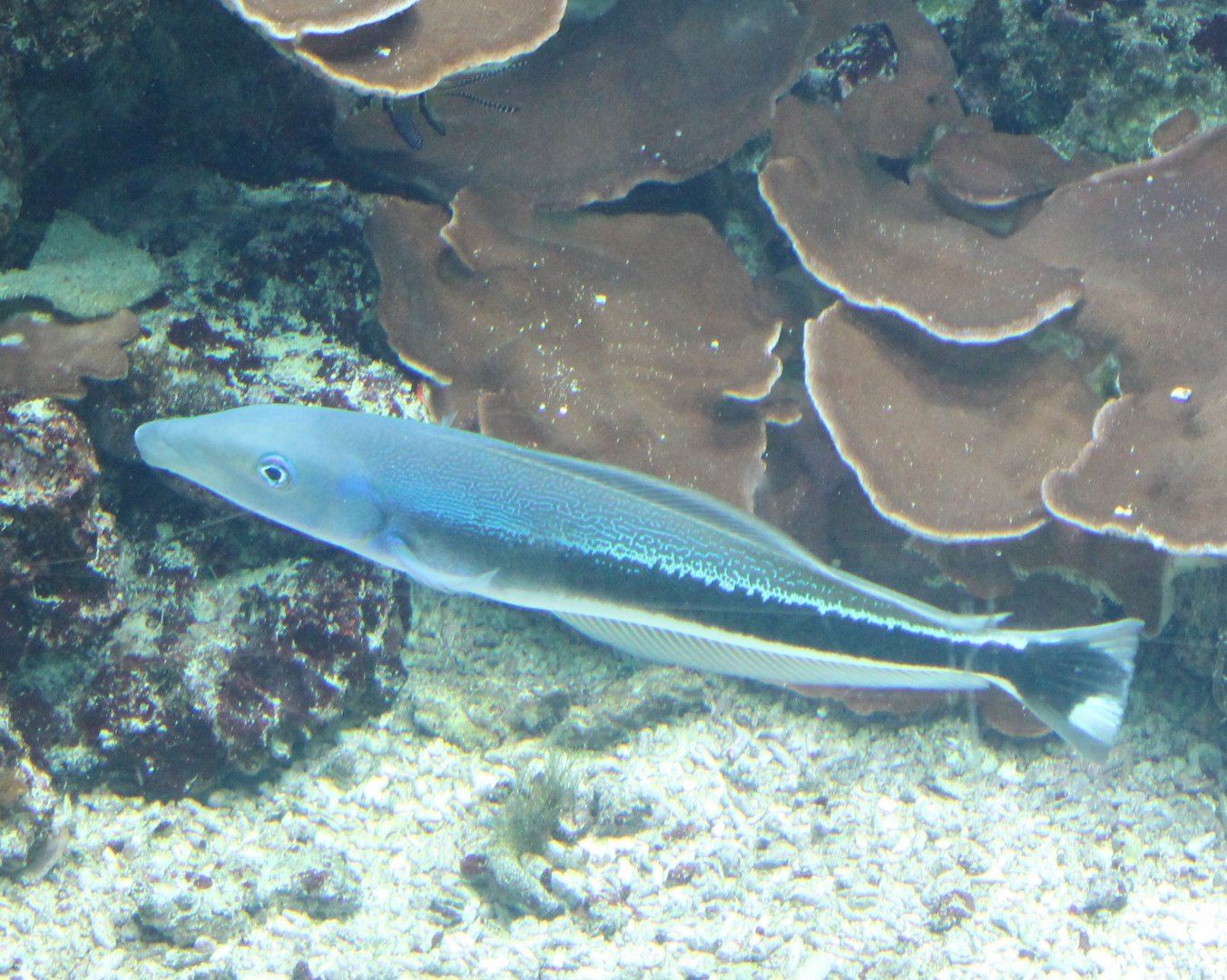 Blue Blanquillo (Malacanthus latovittatus)