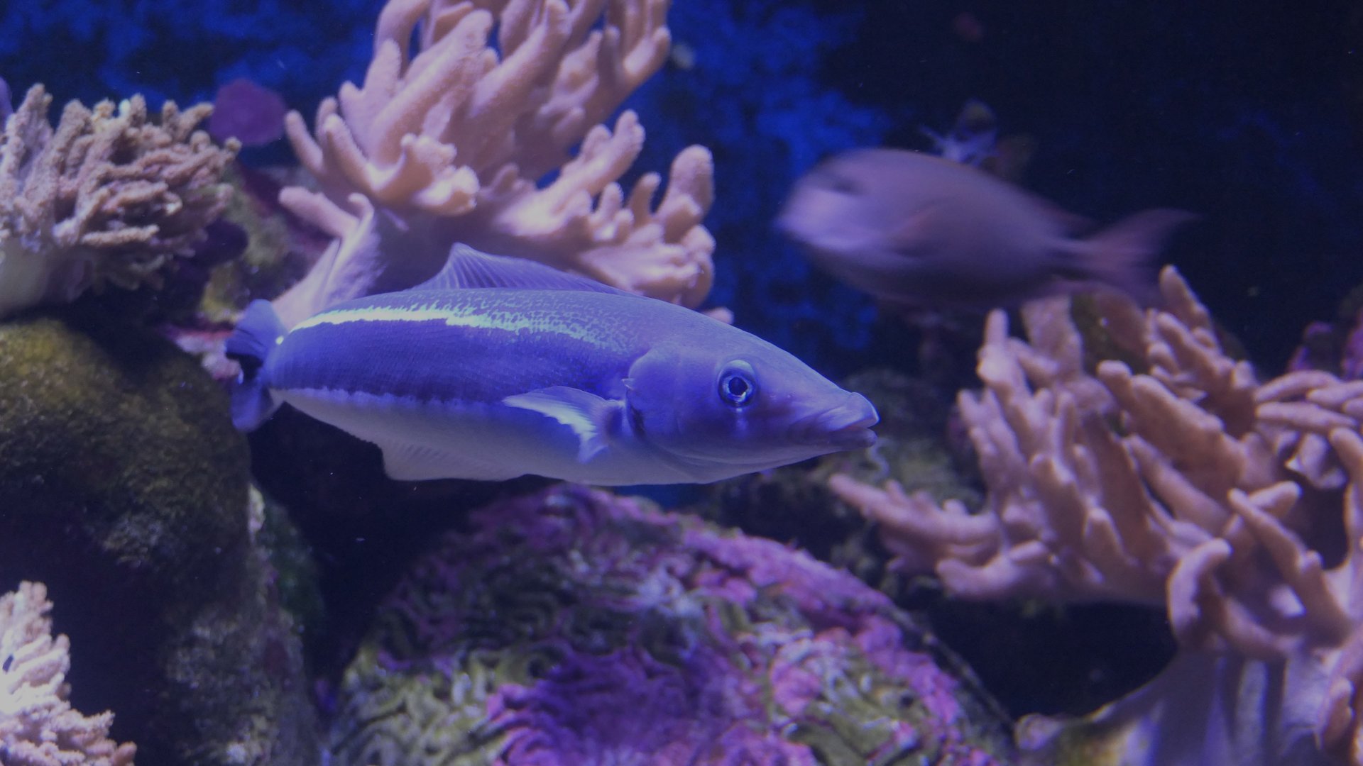 Blue Blanquillo (Malacanthus latovittatus)