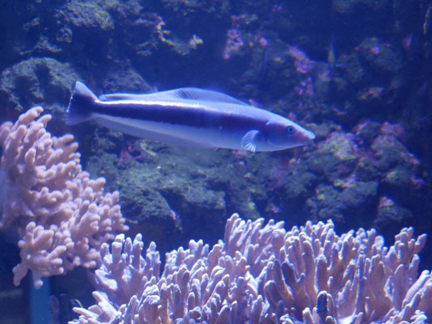 Blue Blanquillo - Malacanthus latovittatus