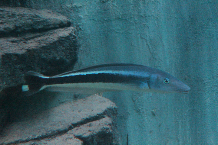 Blue blanquillo (Malacanthus latovittatus)