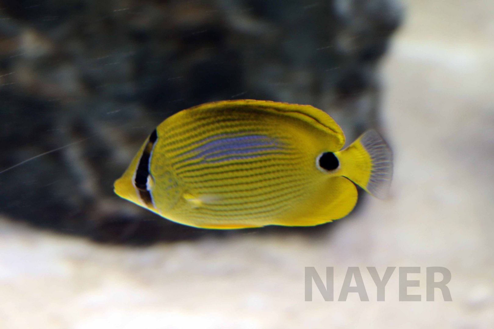 Blue-blotch butterflyfish, October 2017