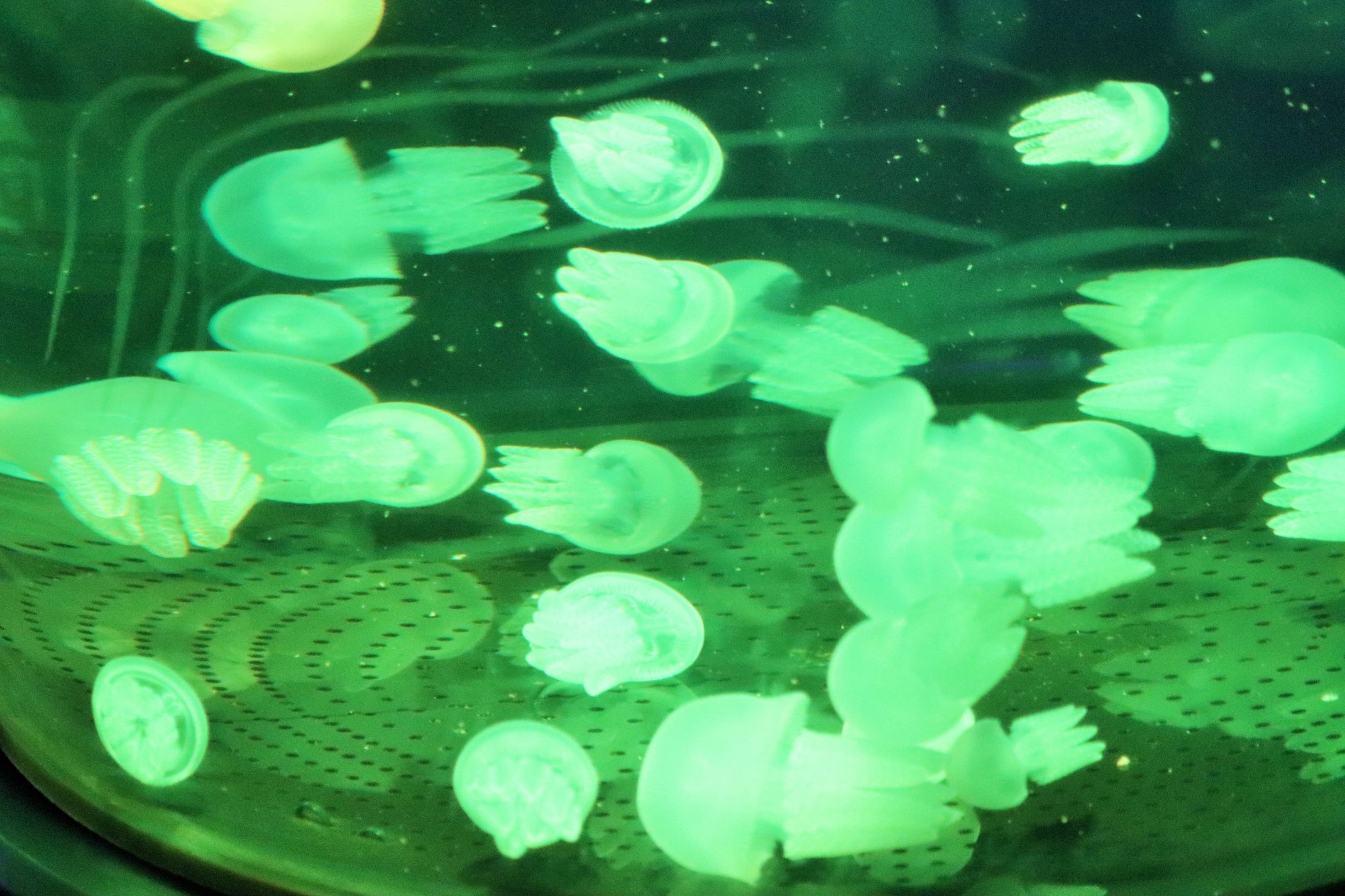 Blue Blubber (Catostylus mosaicus) - Sea Jellies Illuminated