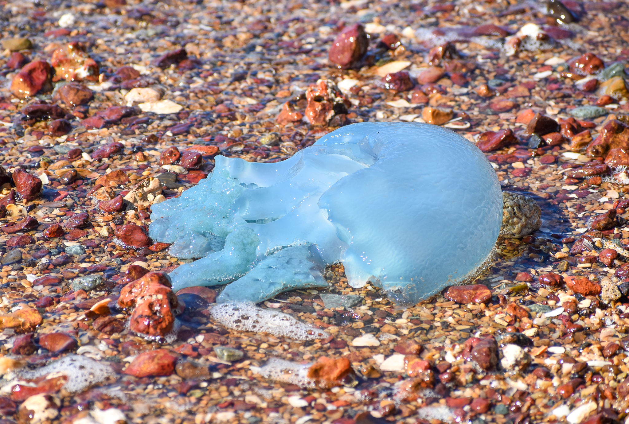 Blue Blubber, Catostylus mosaicus