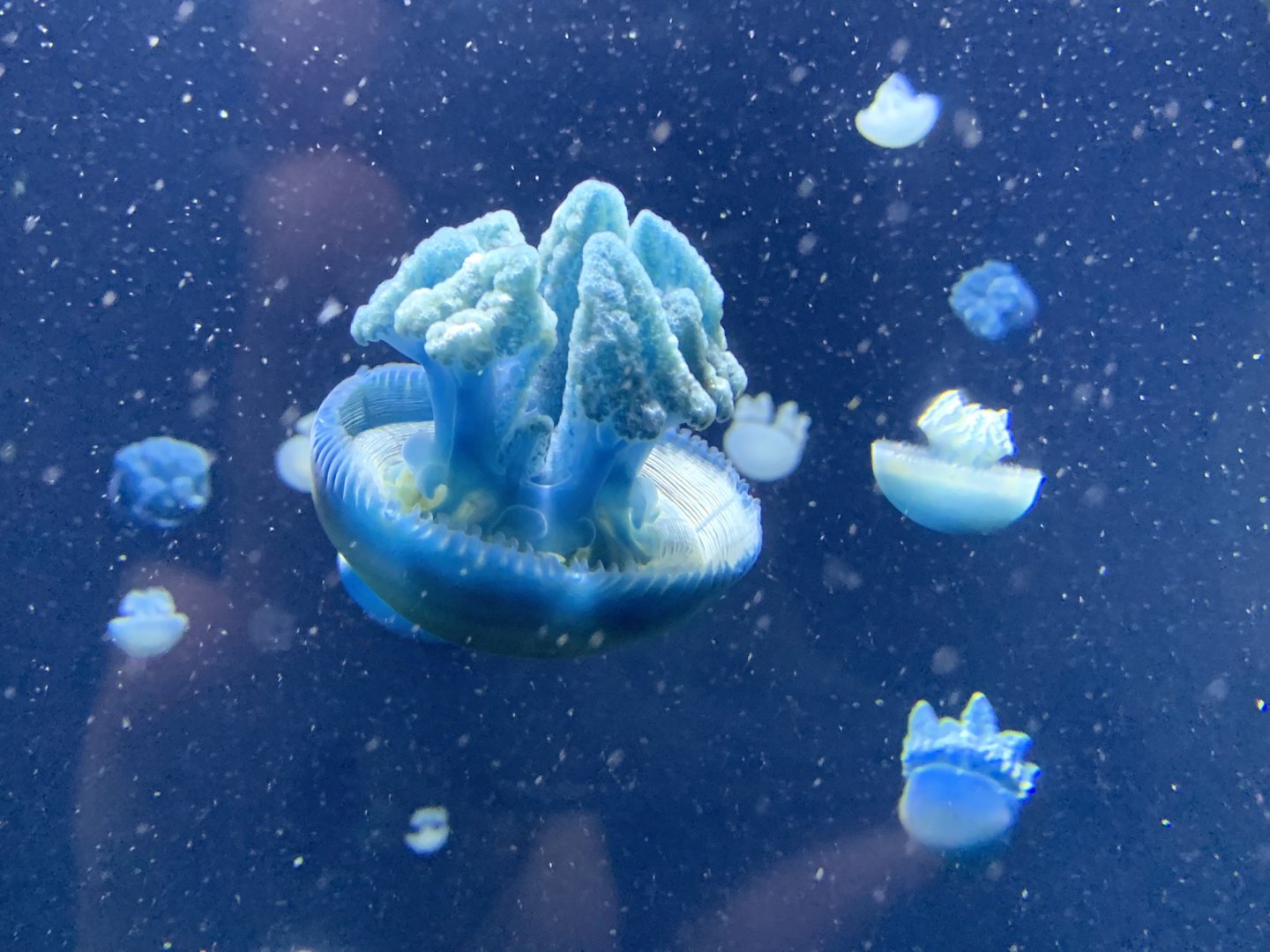 Blue Blubber Jellyfish (Catostylus mosaicus)
