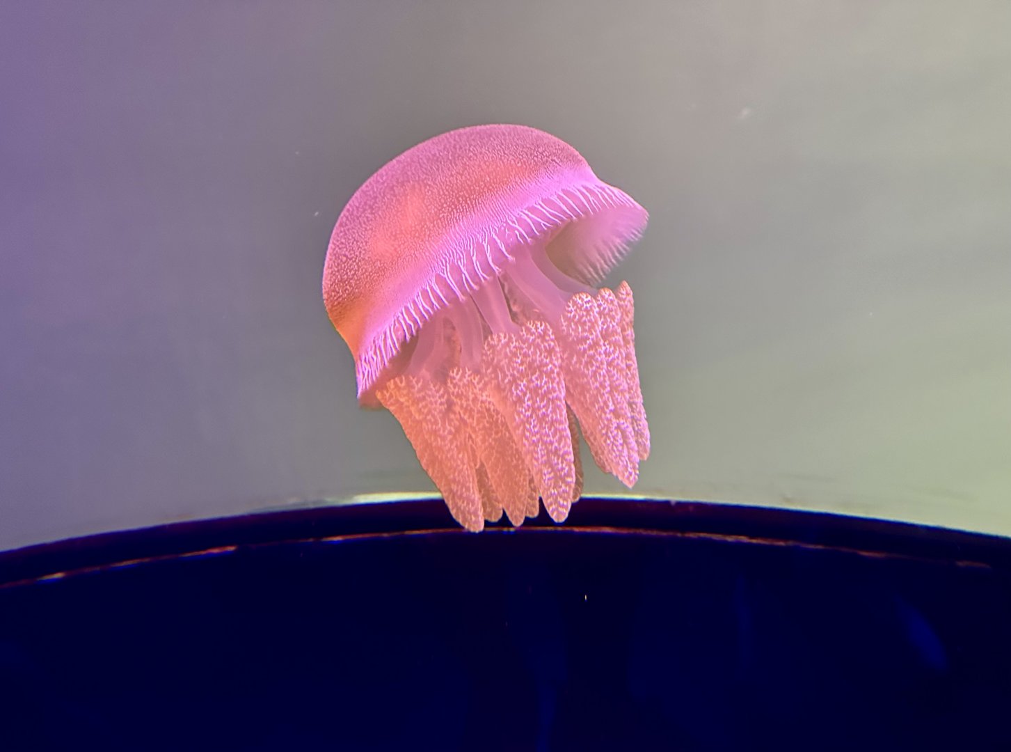 Blue-blubber jellyfish (Catostylus mosaicus)