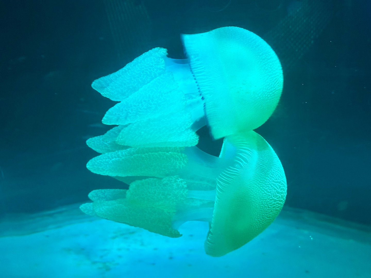 Blue blubber jellyfish (Catostylus mosaicus)