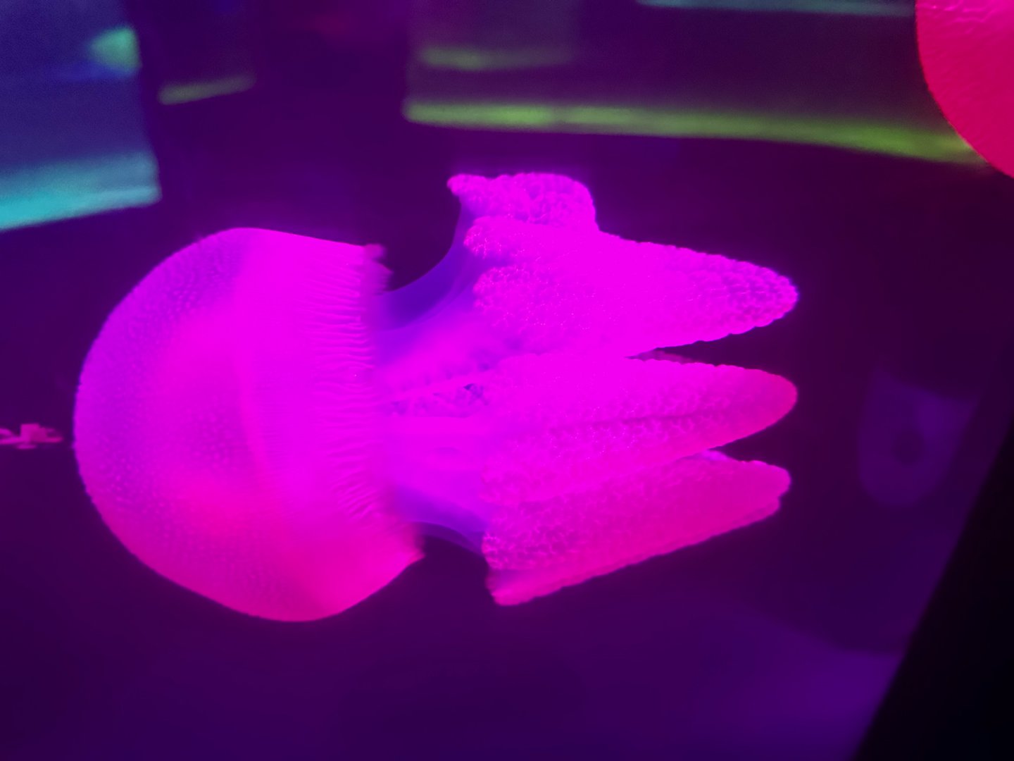 Blue blubber jellyfish (Catostylus mosaicus)