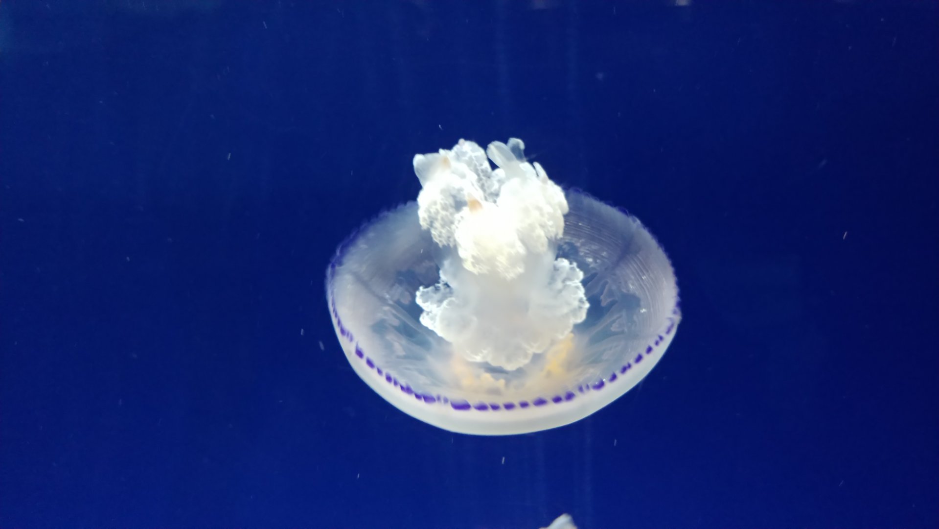 Blue blubber jellyfish