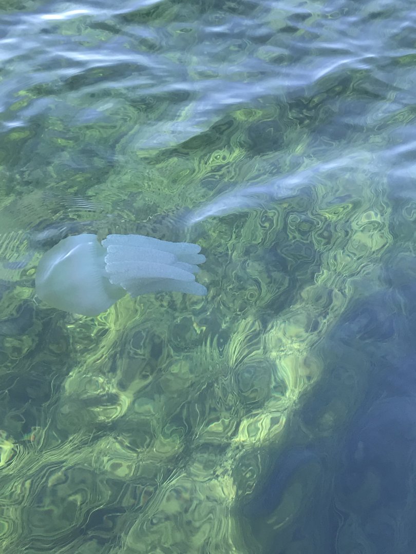Blue Blubber Jellyfish