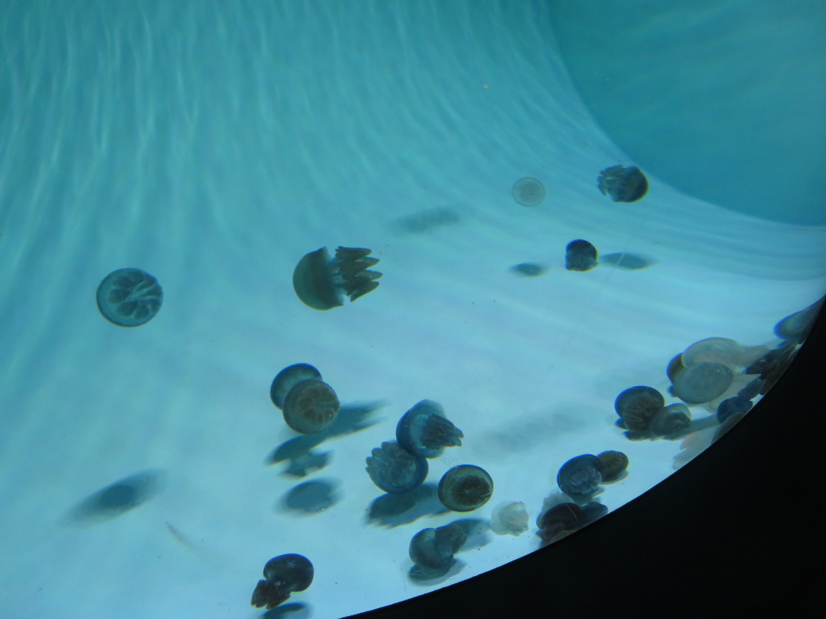 Blue Blubber Jellyfish