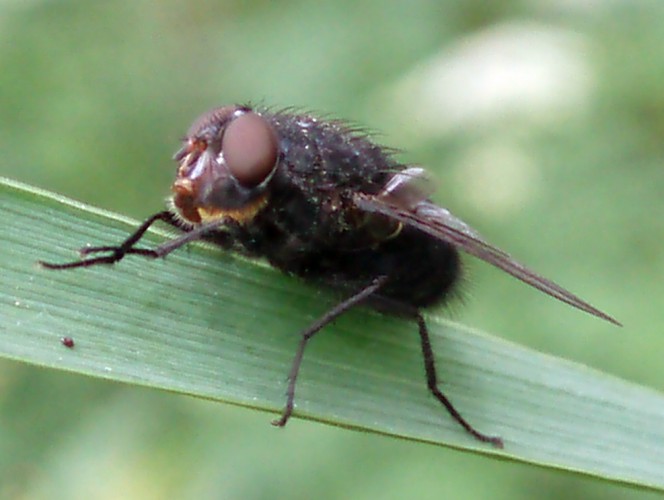 Blue Bottle Fly (Calliphora vomitoria)