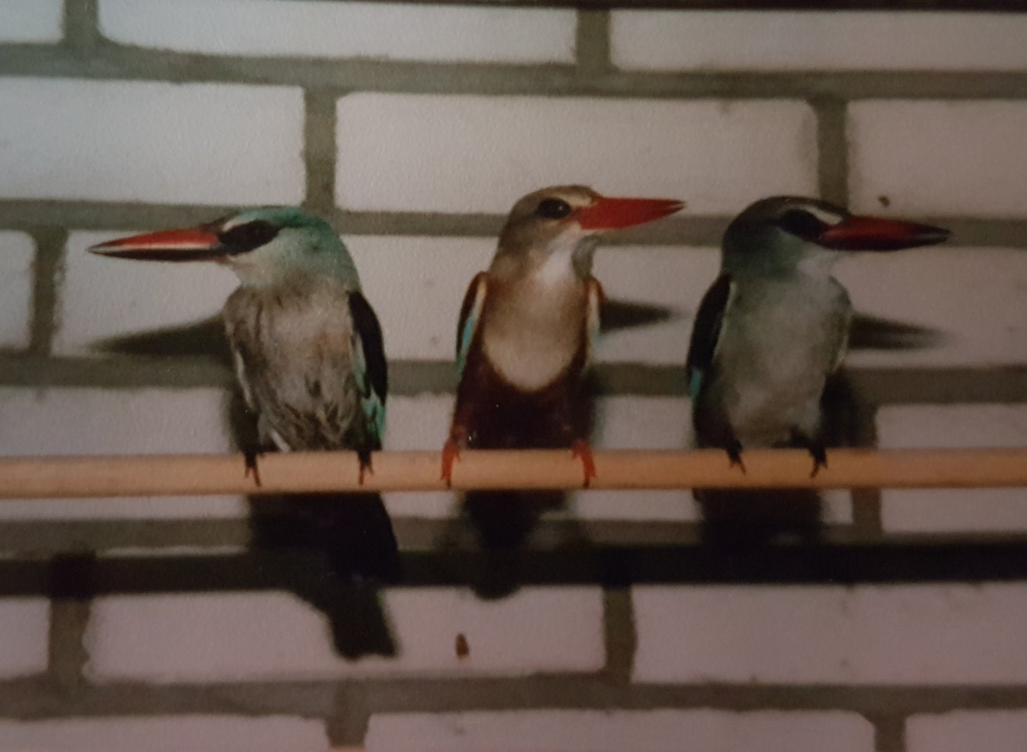 Blue-breasted and Grey-headed kingfishers
