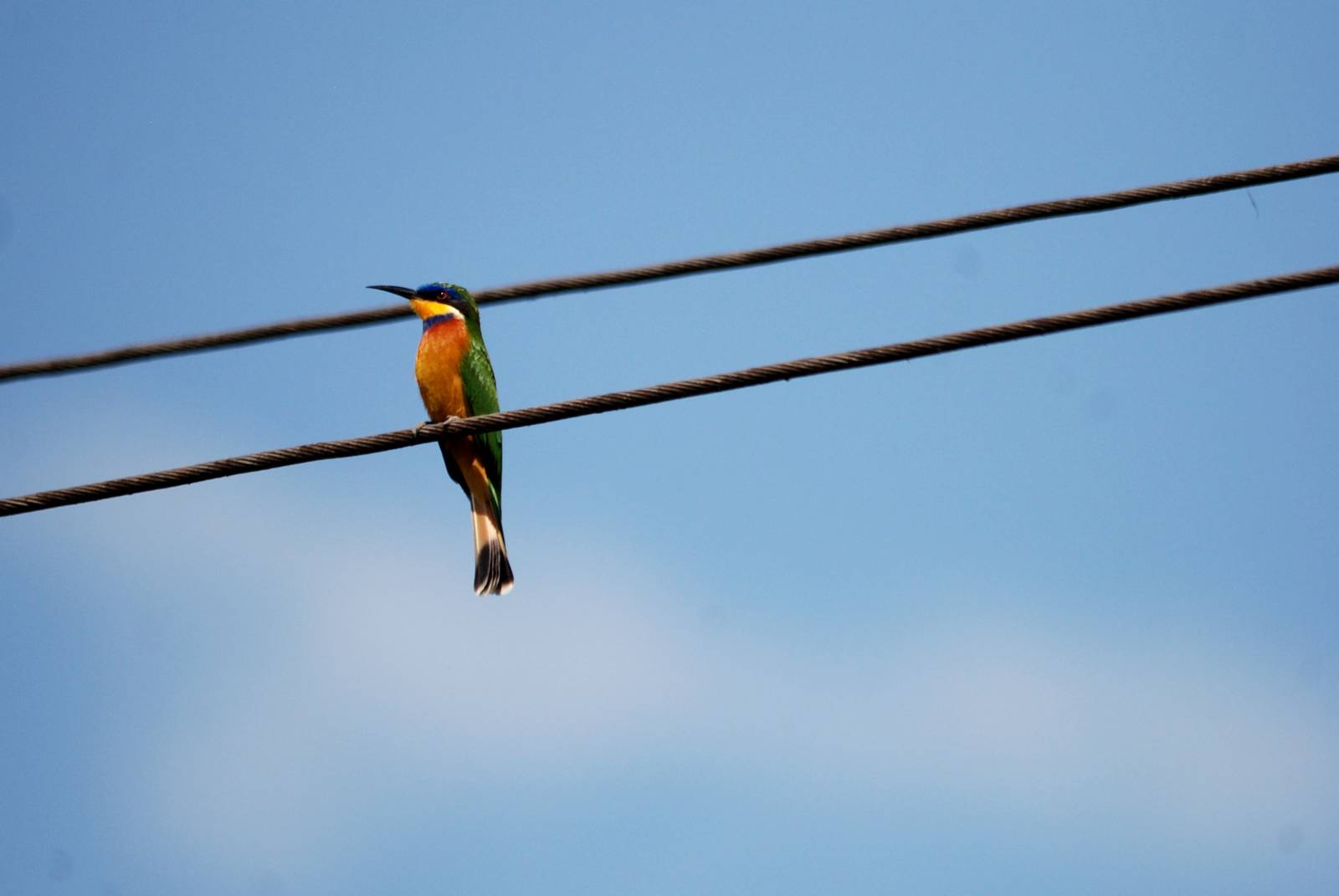Blue-breasted Bee-eater at Ziway, 13/10/14