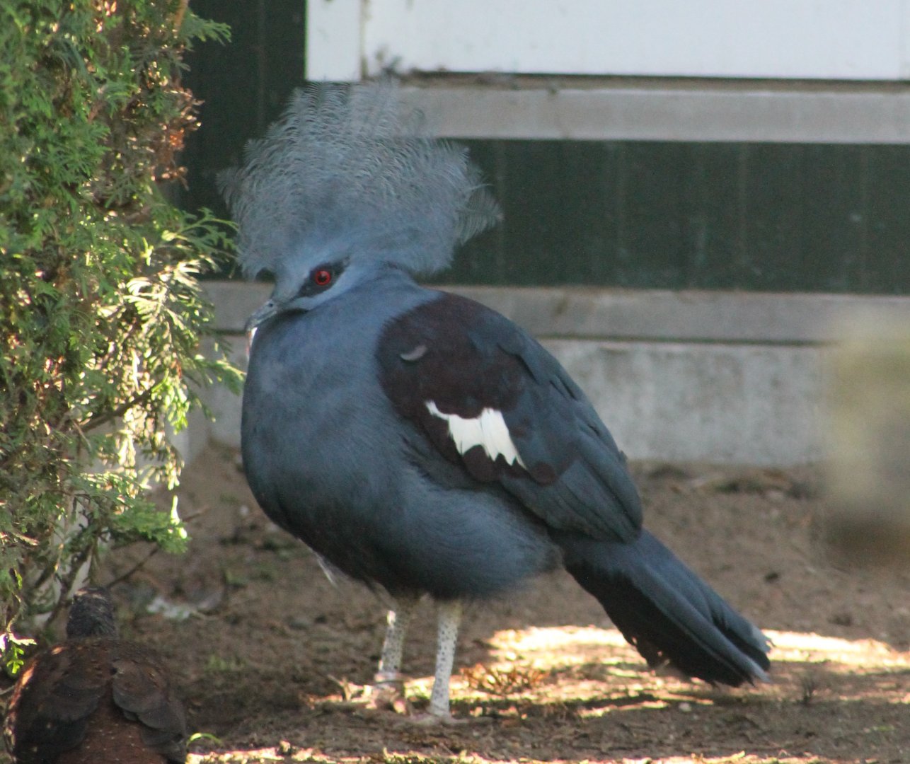 Blue-breasted crowned pigeon