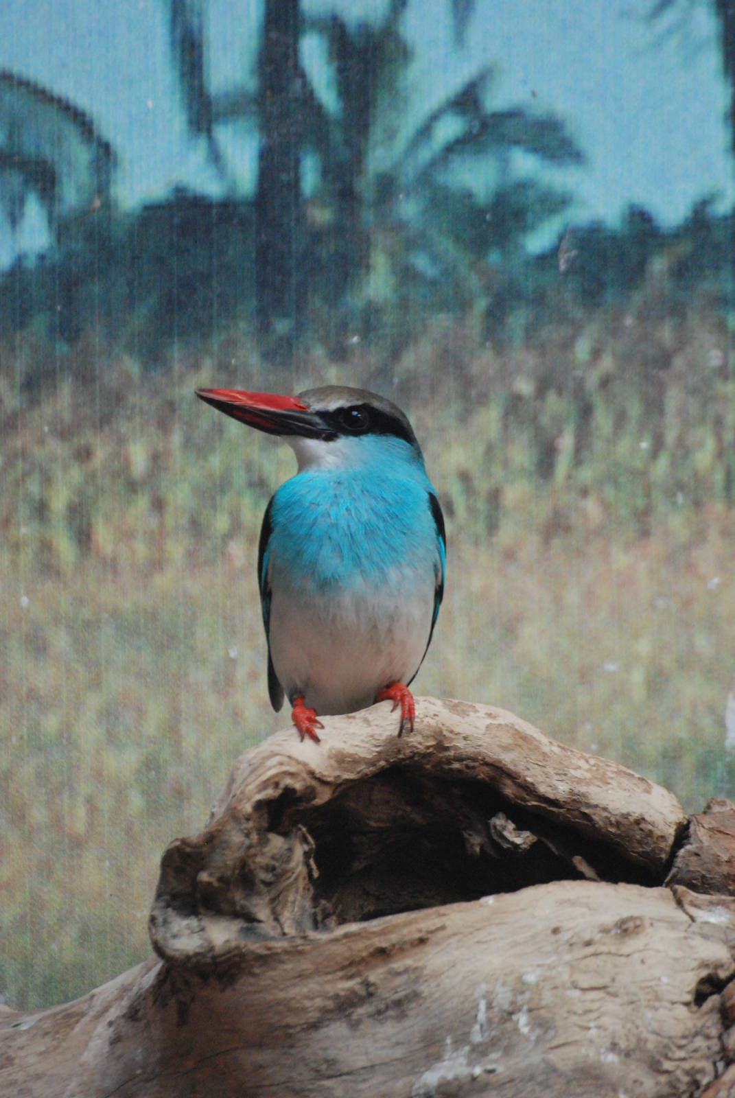 Blue-breasted Kingfisher at Barcelona, 30/05/11