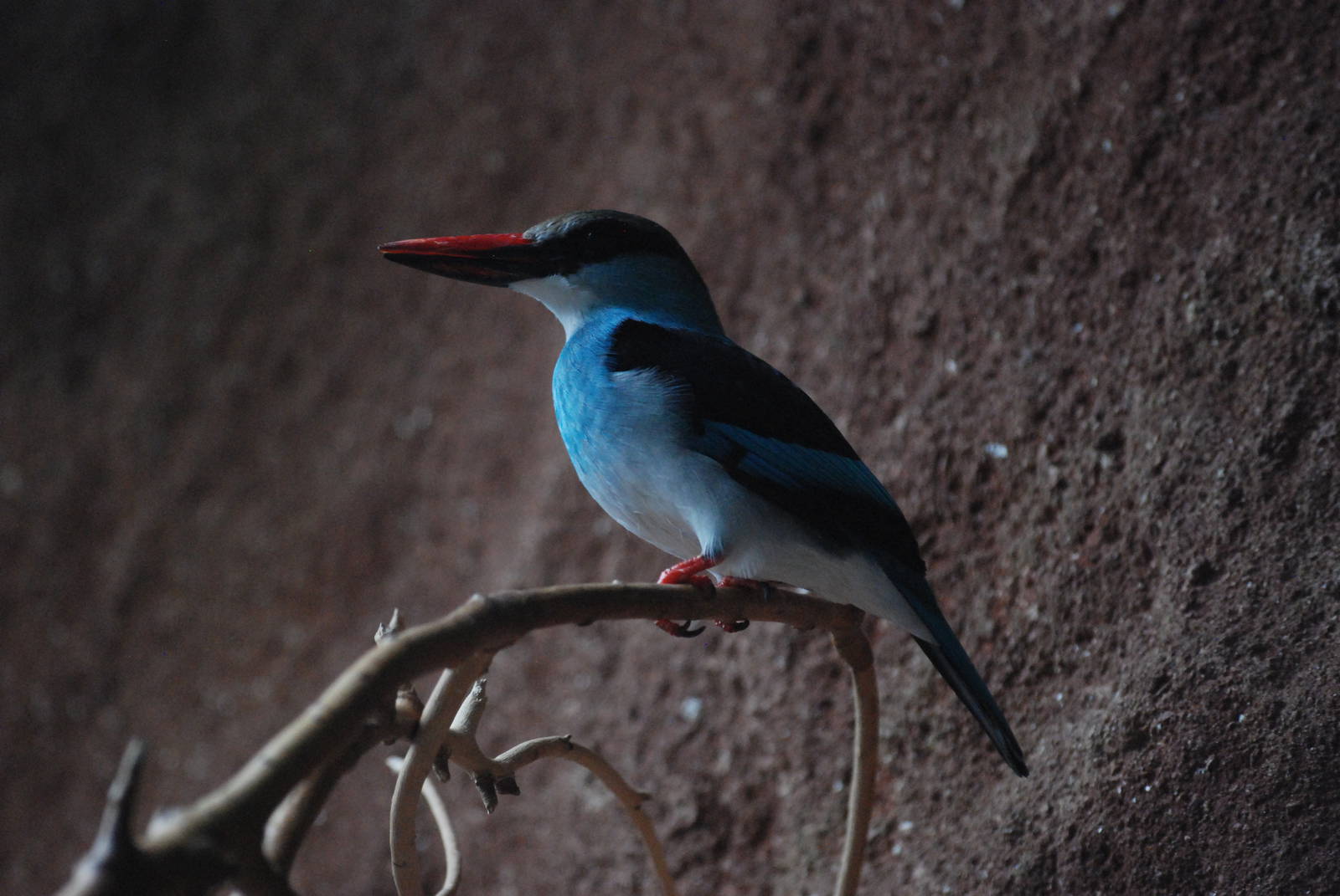 Blue-breasted Kingfisher at Barcelona, 30/05/11