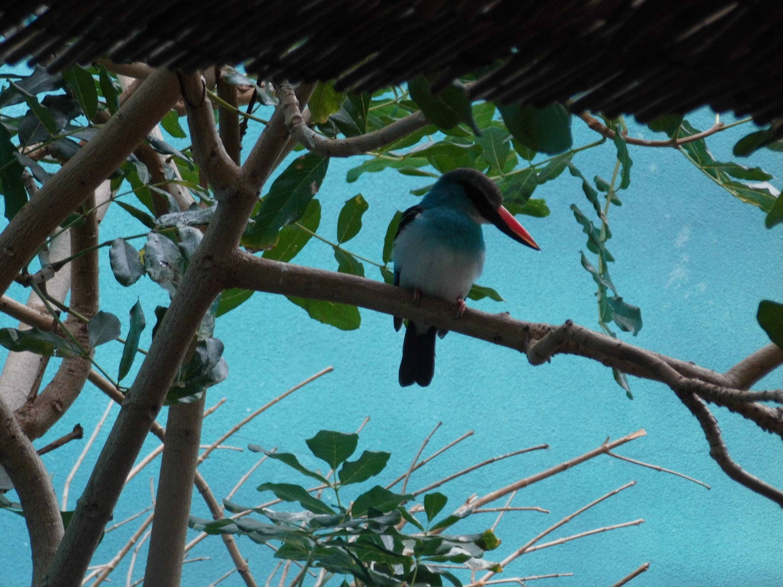 Blue-breasted kingfisher at Philadelphia zoo 2015-03-08