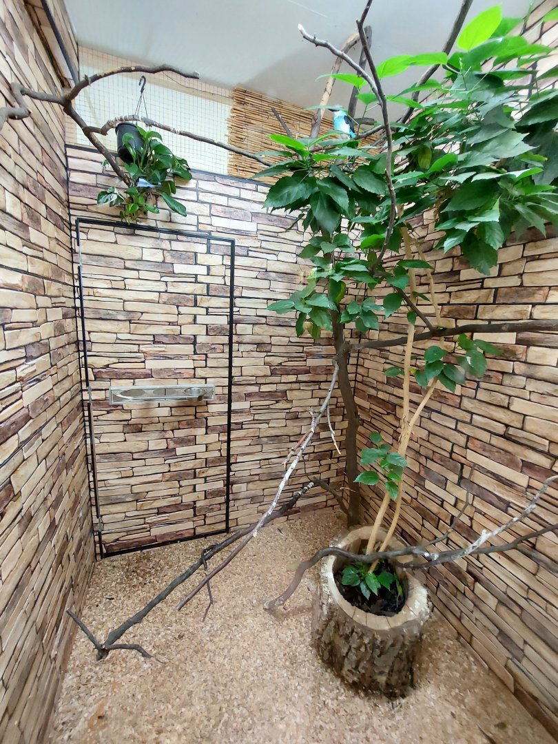 Blue-breasted kingfisher exhibit